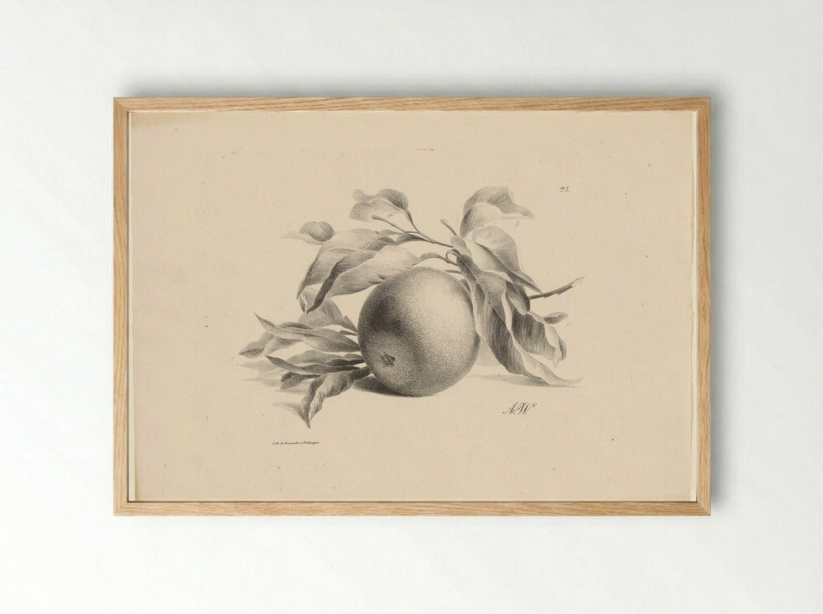 Sinaasappel (Orange) - Anton Weiss - Framed Print Wood