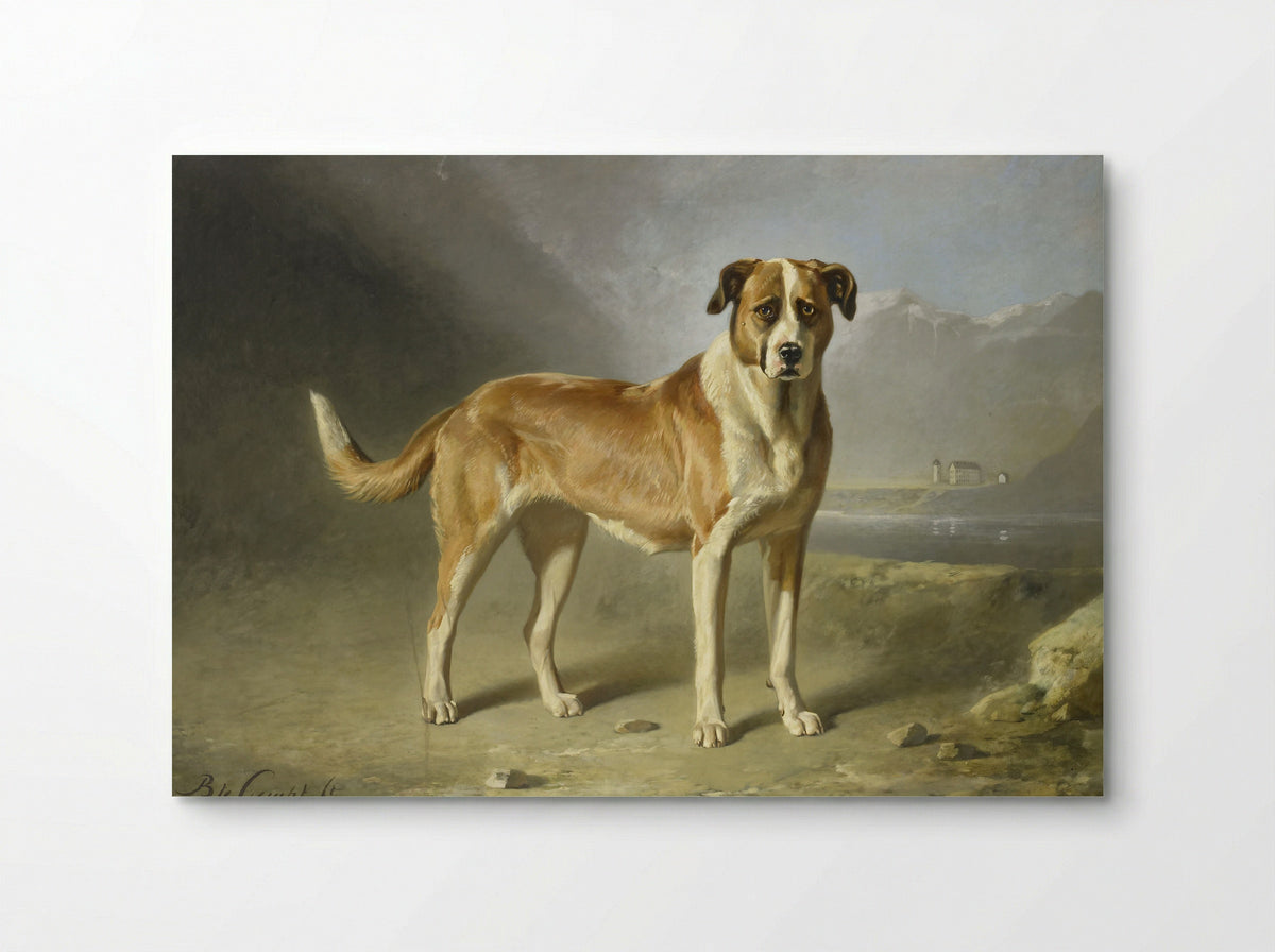 Sint Bernardshond - Bernard te Gempt - Poster
