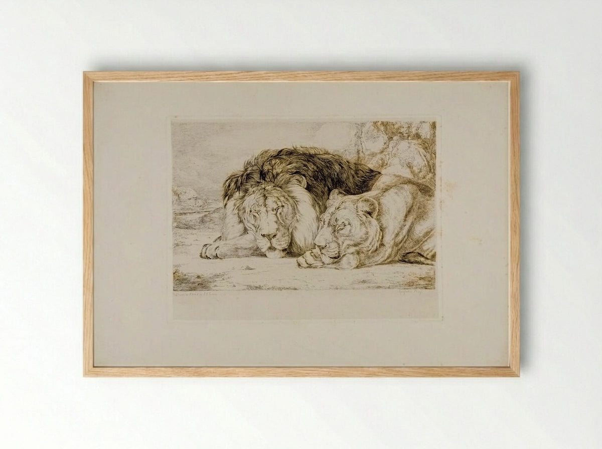 Sleeping Lion and Lioness - John Frederick Lewis - Framed Print Wood