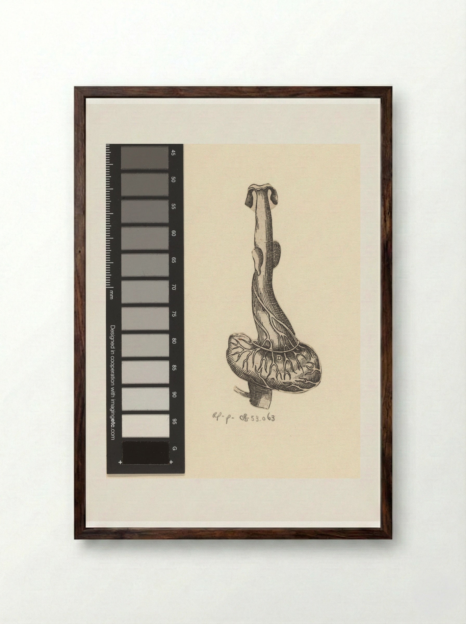 Slokdarm en maag - Lucas Kilian - Framed Print Dark Wood