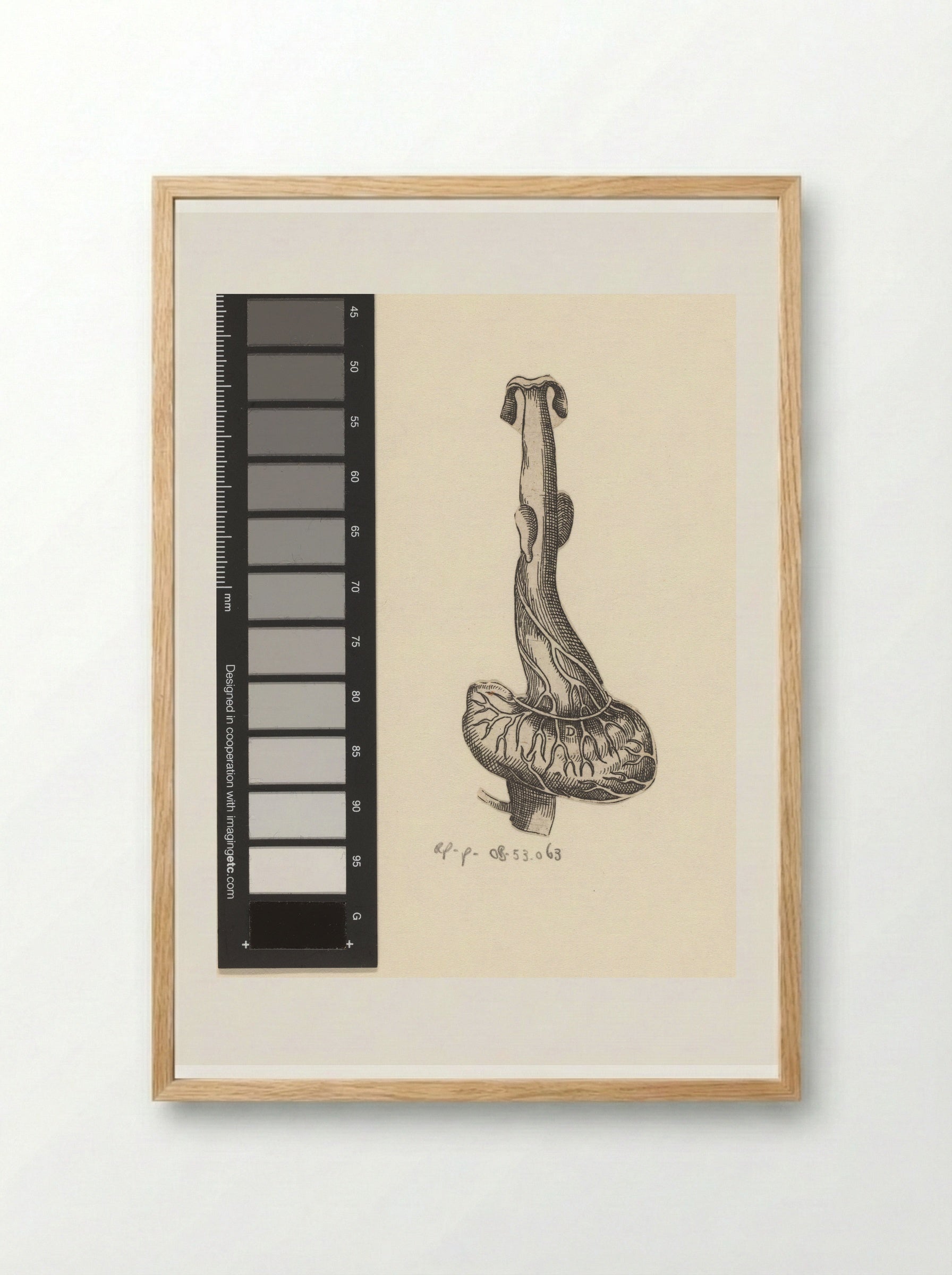 Slokdarm en maag - Lucas Kilian - Framed Print Wood