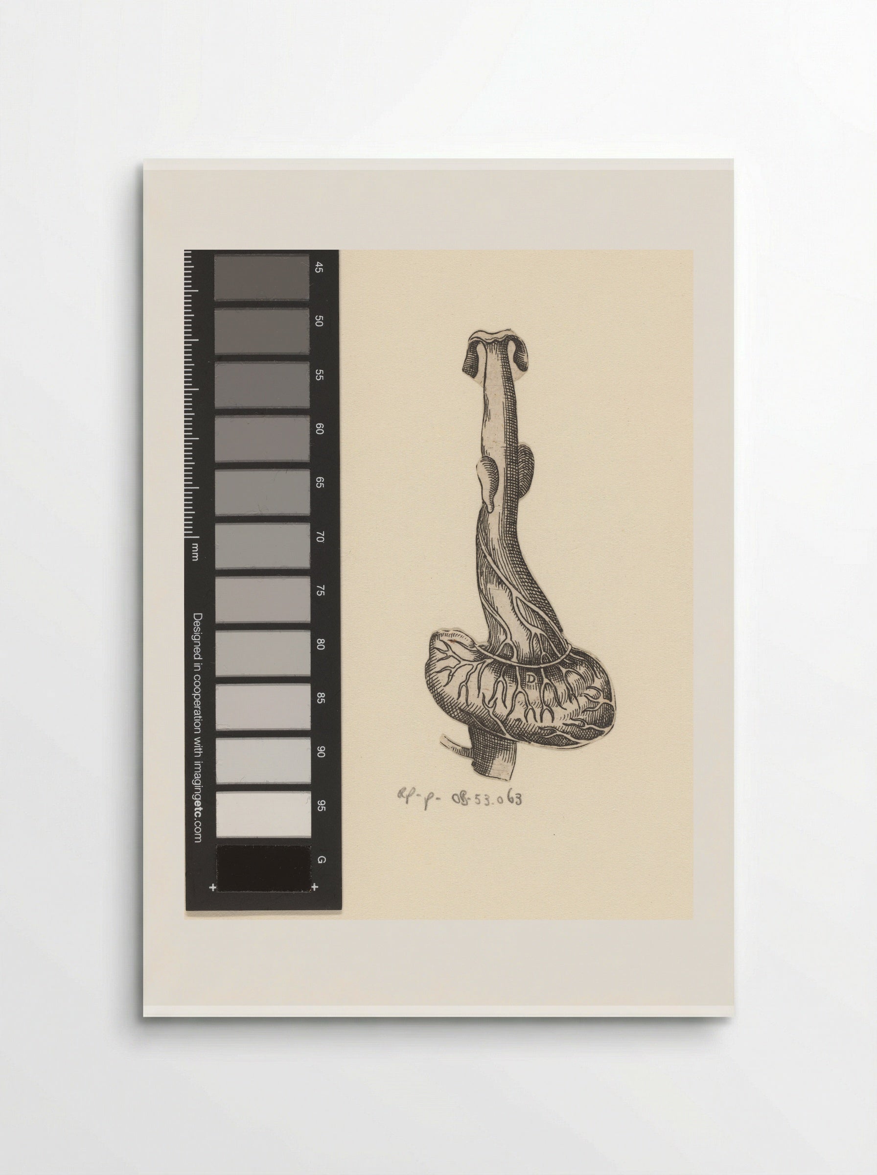 Slokdarm en maag - Lucas Kilian - Poster