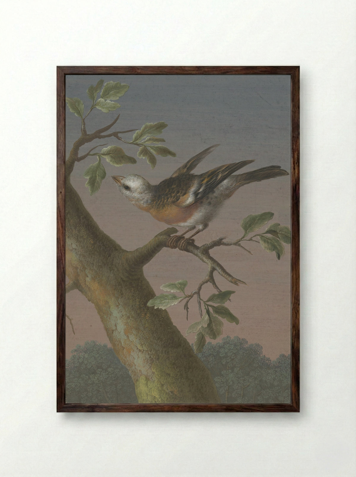 Sneeuwgors (Snow Bunting) - Barbara Regina Dietzsch - Framed Print Dark Wood