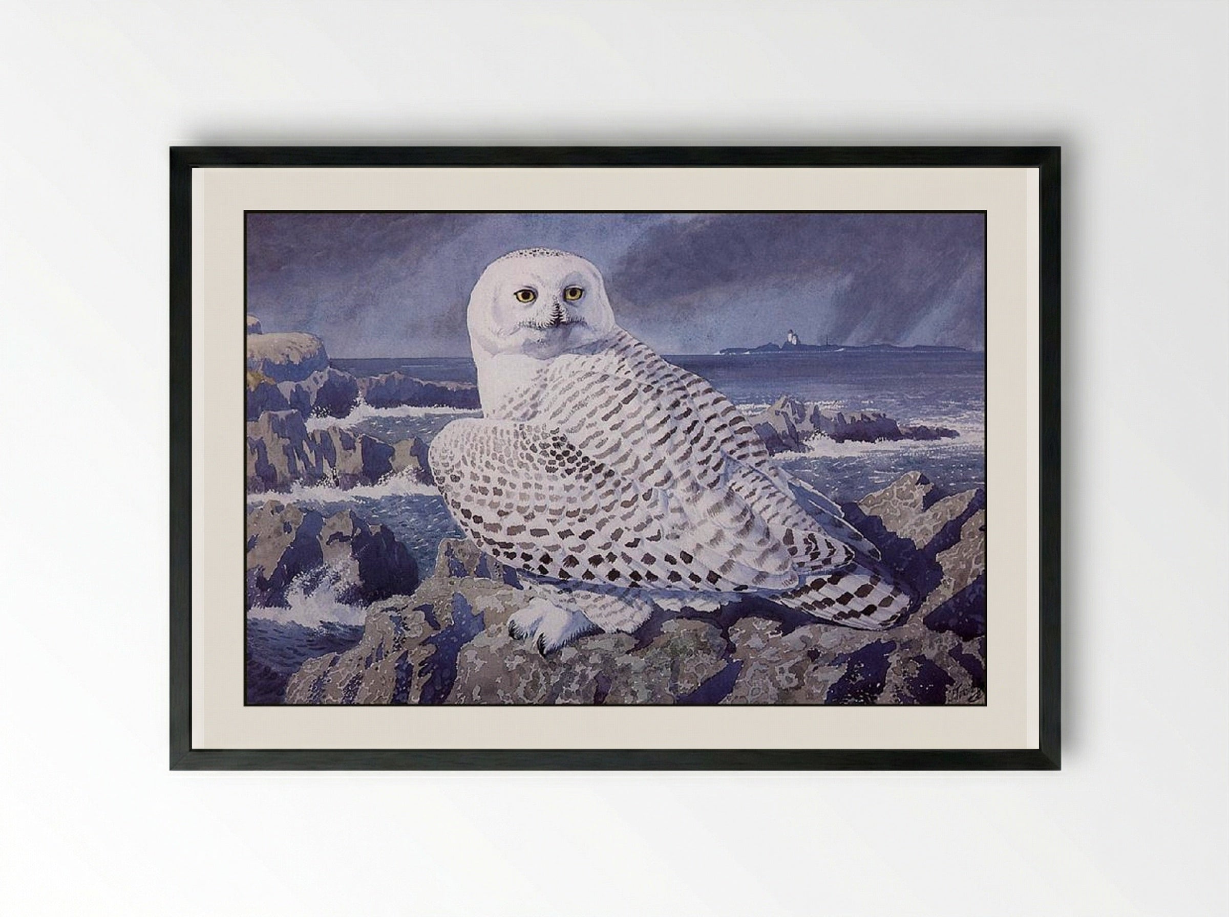 Snowy Owl - Charles Tunnicliffe - Framed Print Black