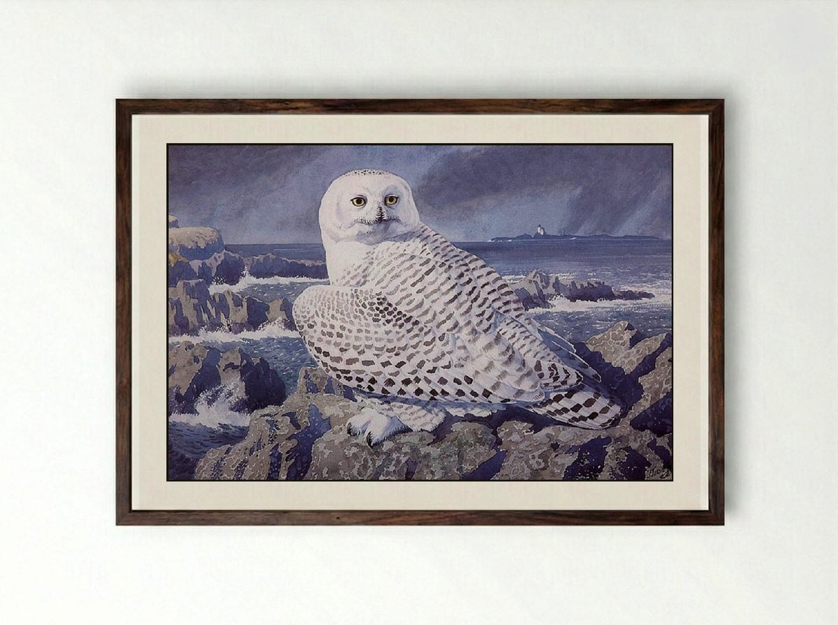 Snowy Owl - Charles Tunnicliffe - Framed Print Dark Wood