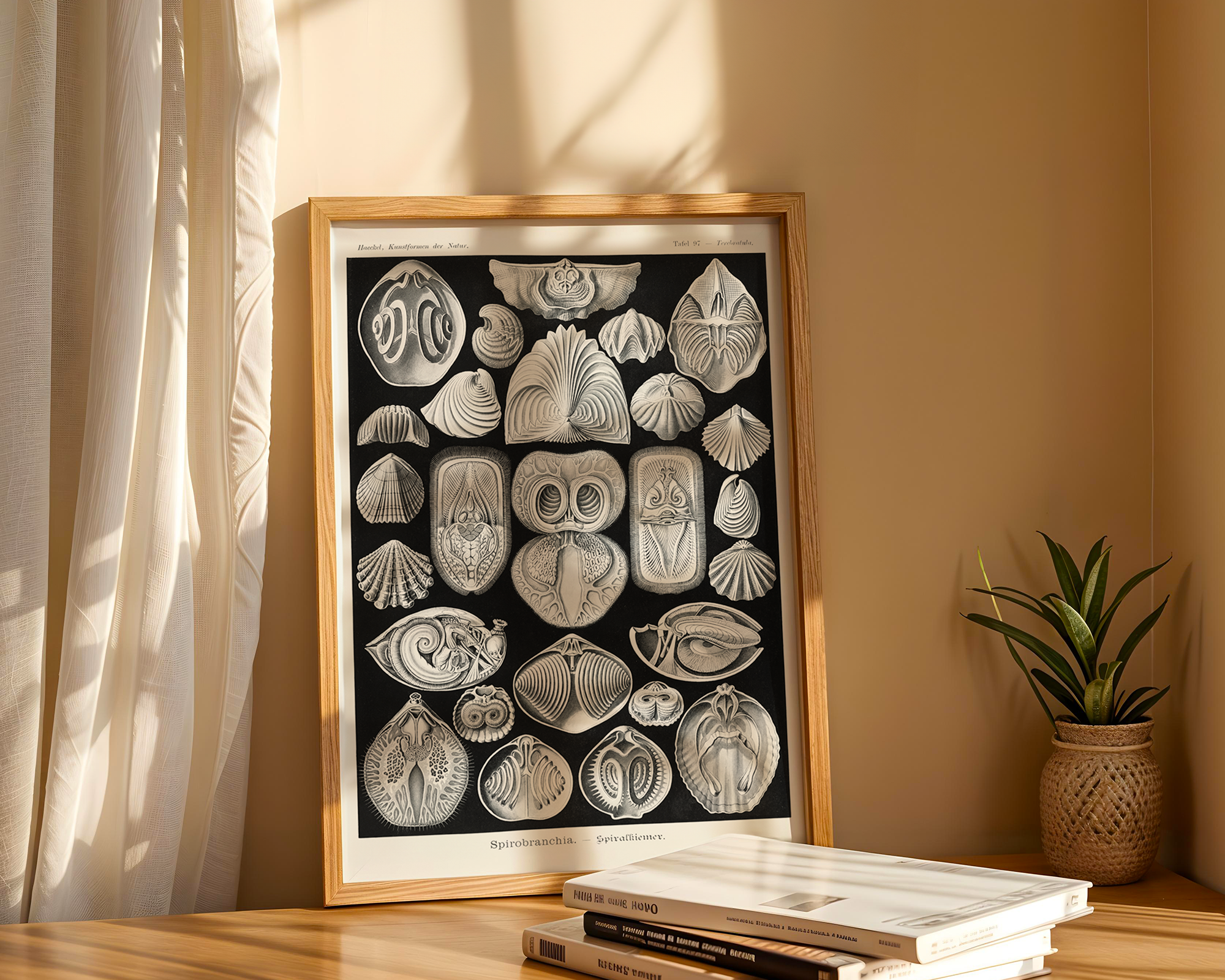 Spirobranchia–Spiralkiemer-from-Kunstformen-der-Natur-(1904)-by-Ernst-Haeckel mockup