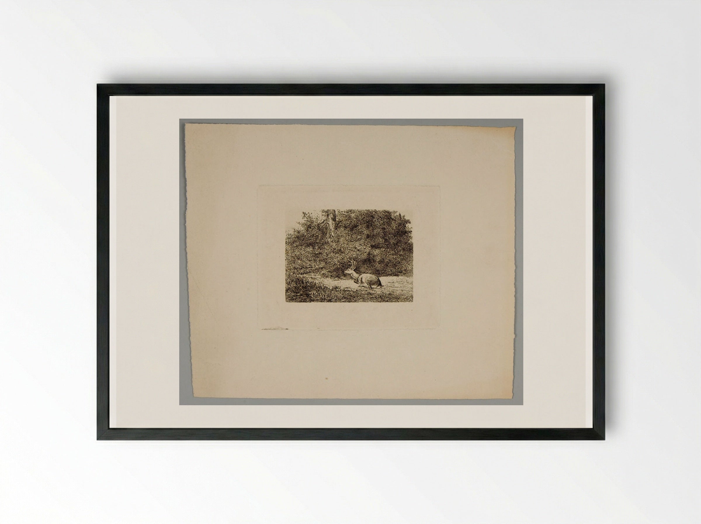 Stag Resting - Karl Bodmer - Framed Print Black