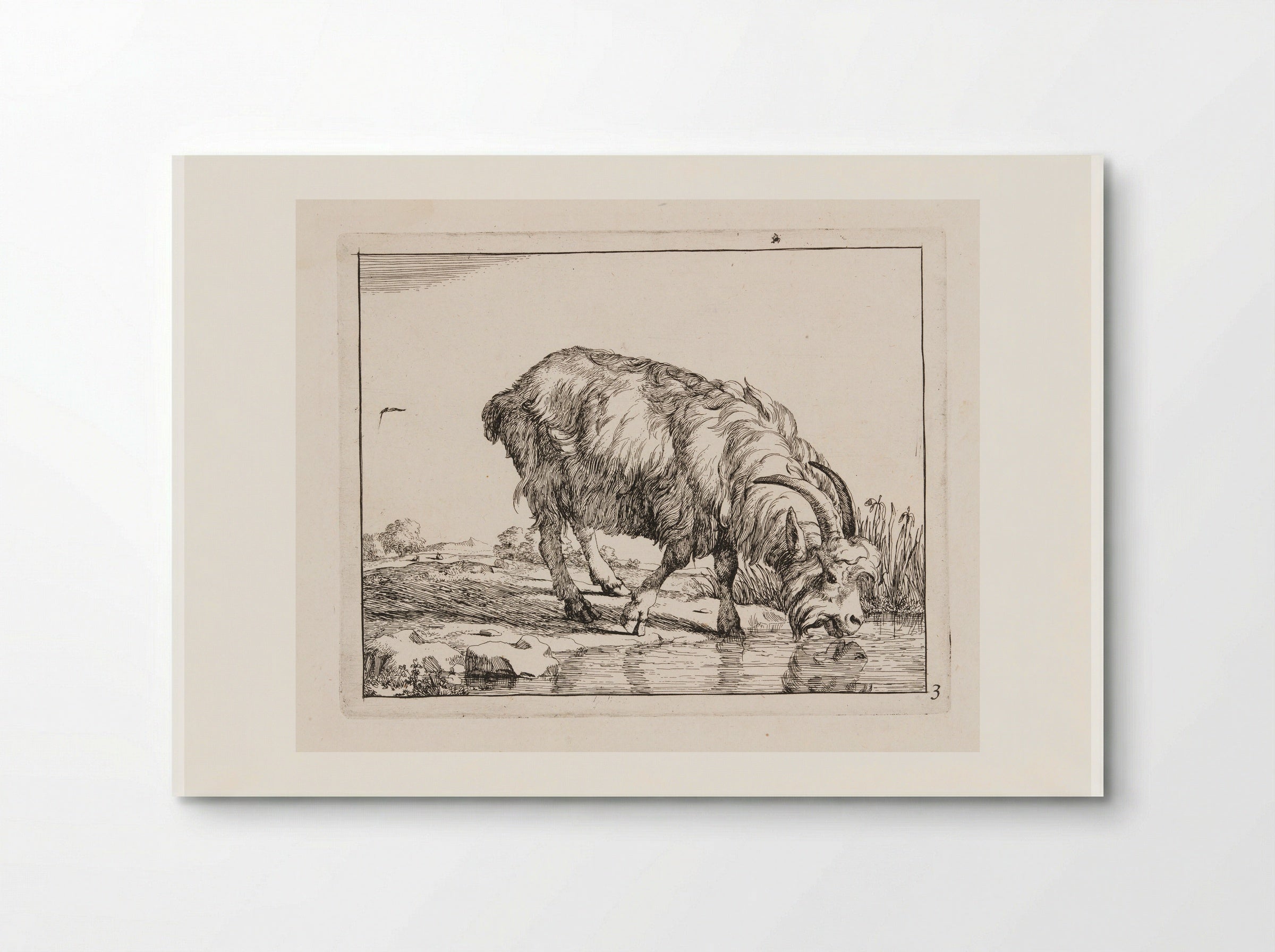 Standing Goat, Drinking from a Stream - Marcus de Bye - Poster