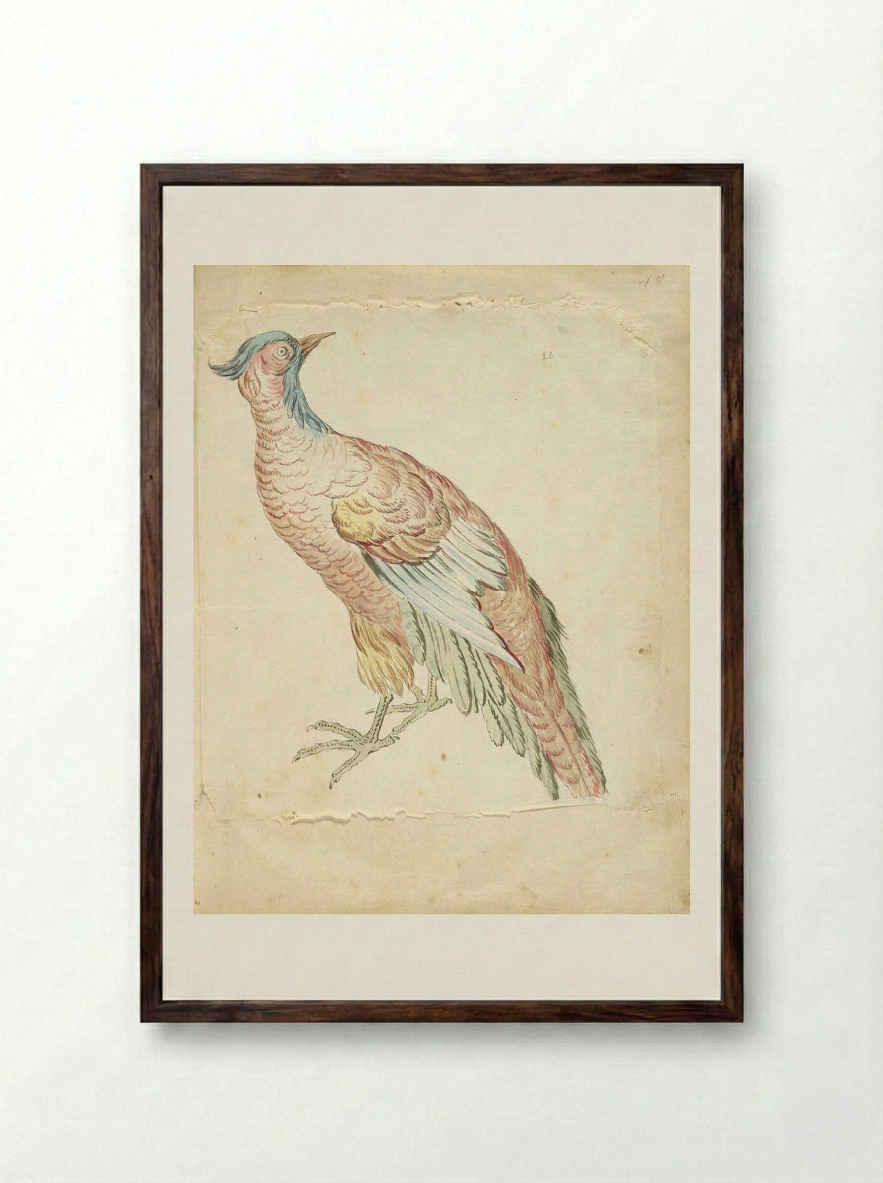 Standing Pheasant - Jean-Baptiste Oudry - Framed Print Dark Wood