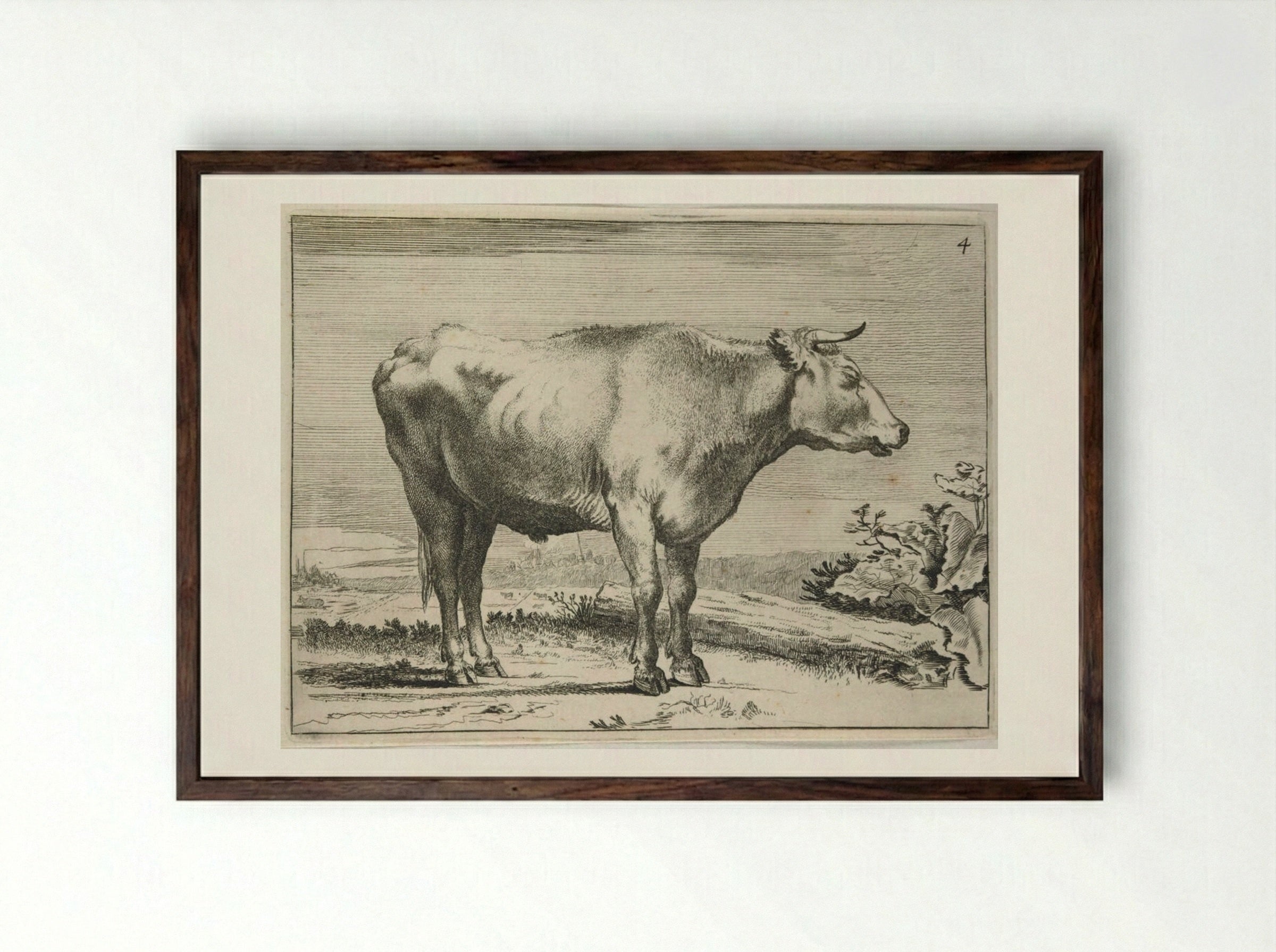 Standing Steer, Facing Right - Paulus Potter - Framed Print Dark Wood
