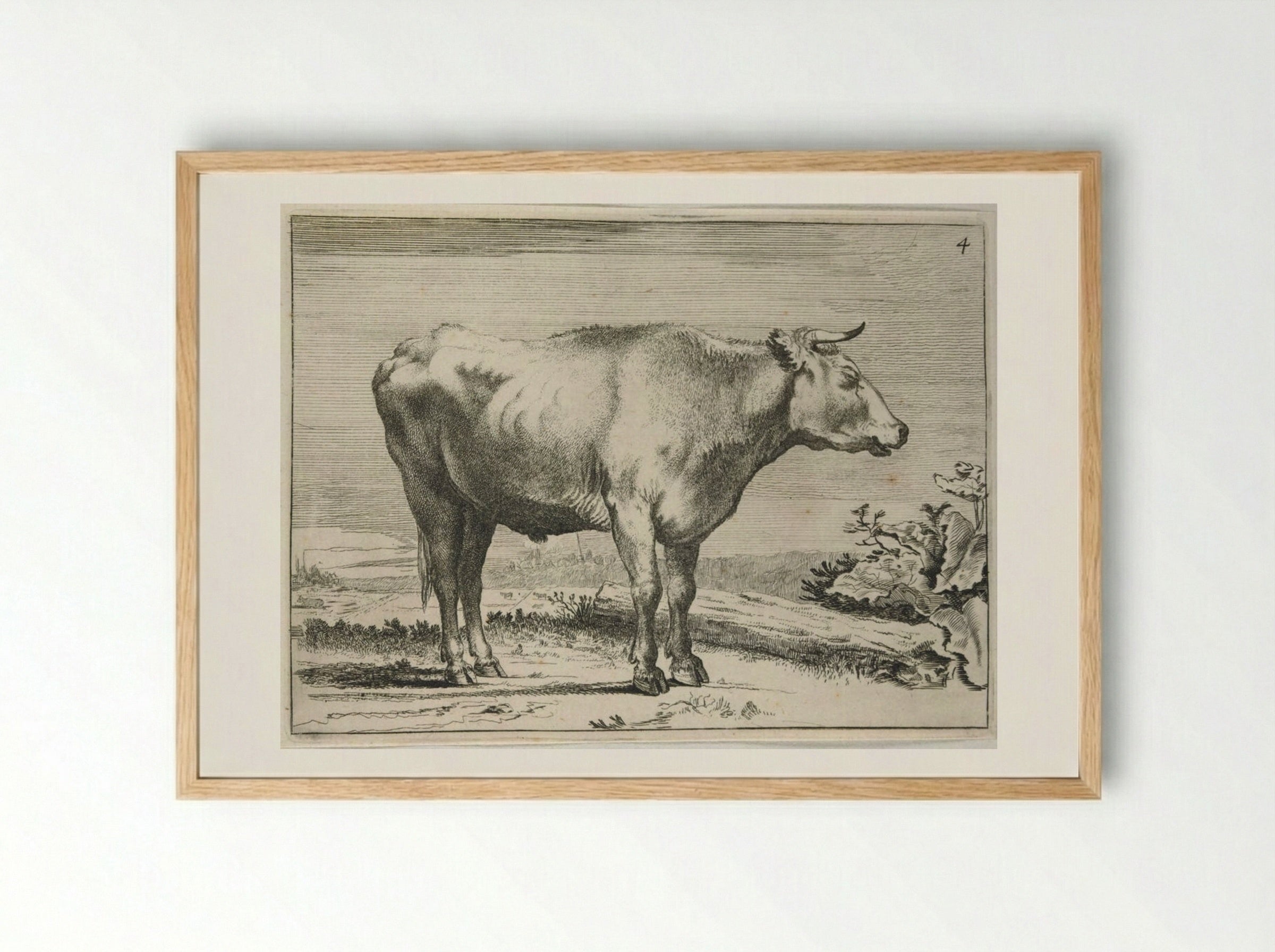 Standing Steer, Facing Right - Paulus Potter - Framed Print Wood