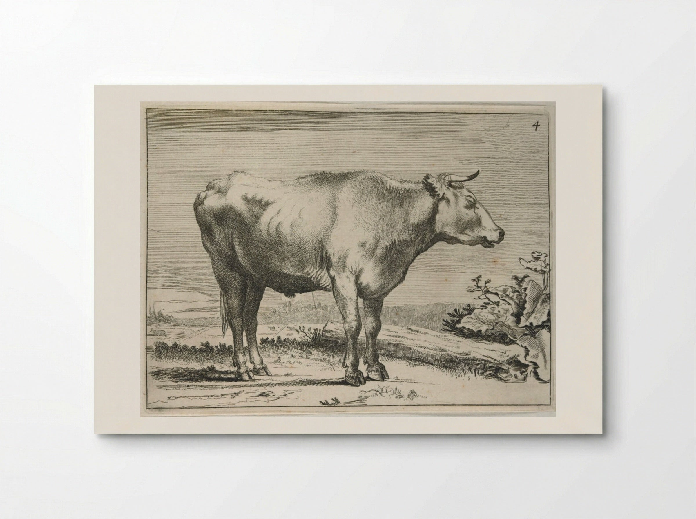Standing Steer, Facing Right - Paulus Potter - Poster