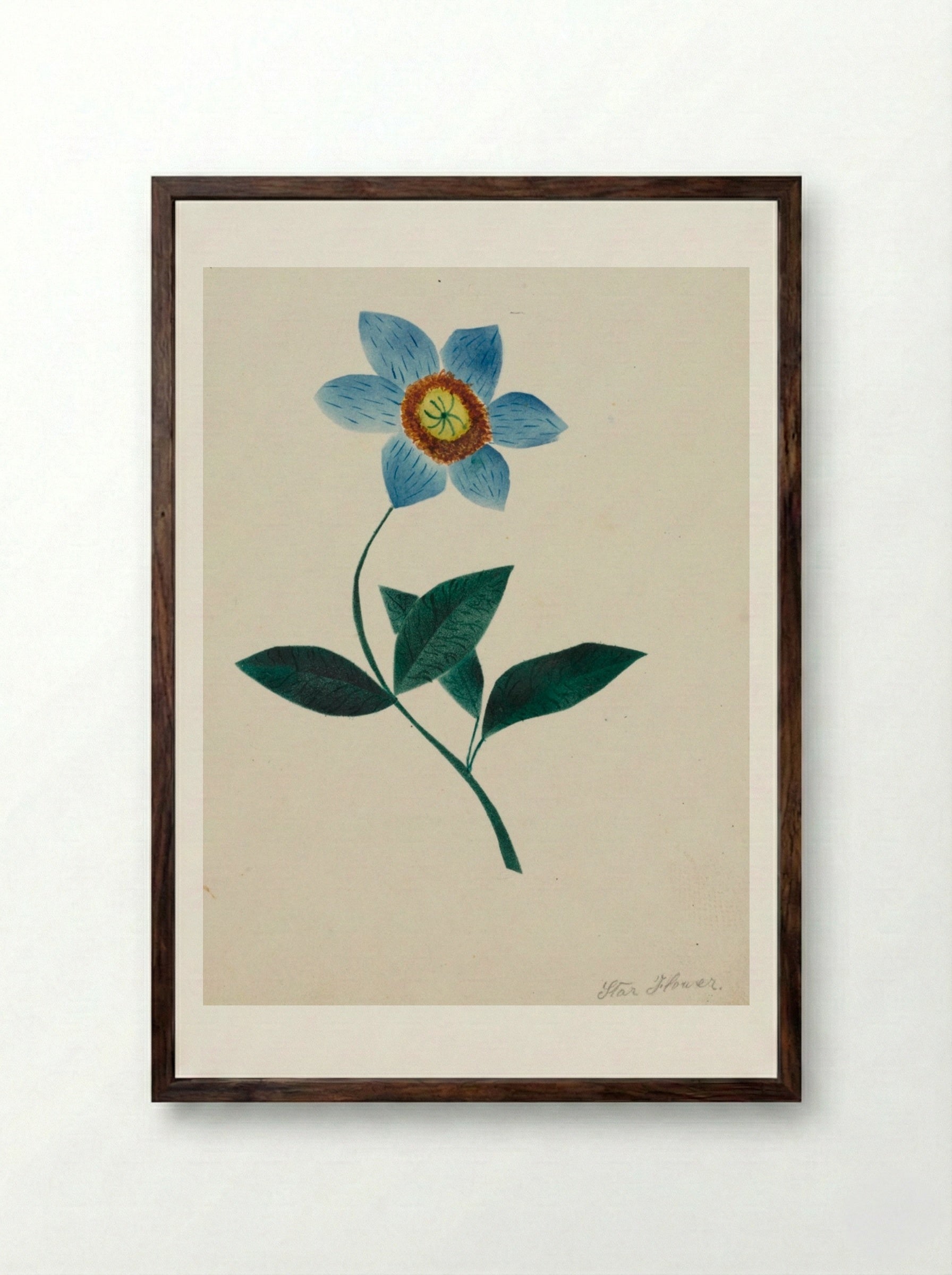 Star Flower - Mary Altha Nims - Framed Print Dark Wood