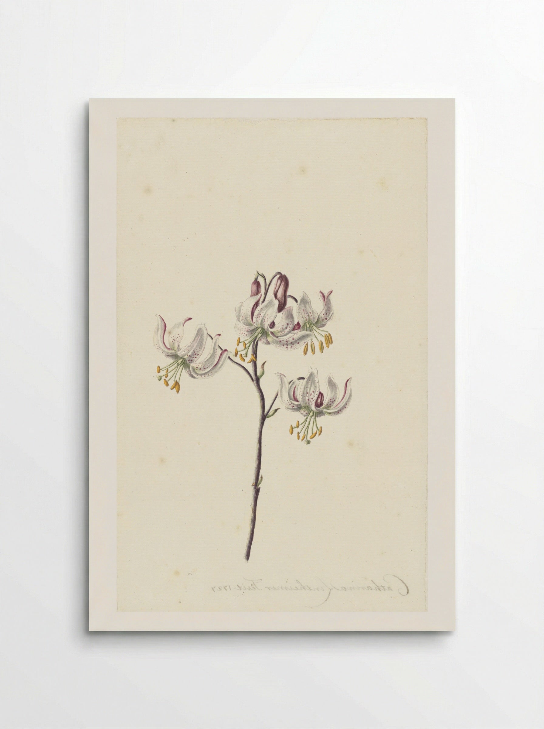 Stem with Four White Lilies - Catharina Lintheimer - Poster