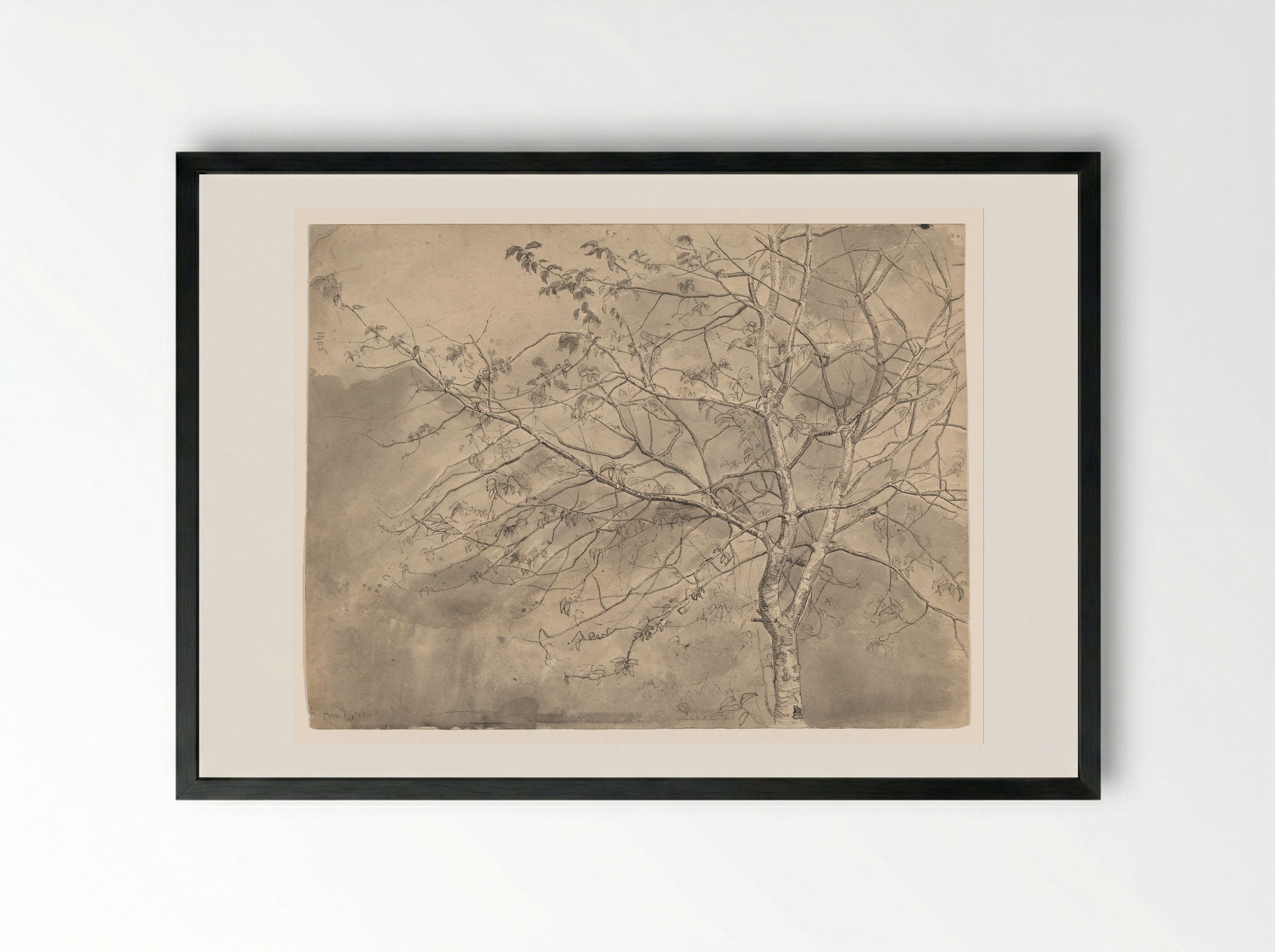 Studie van een olm - Coba Steenhoff - Framed Print Black