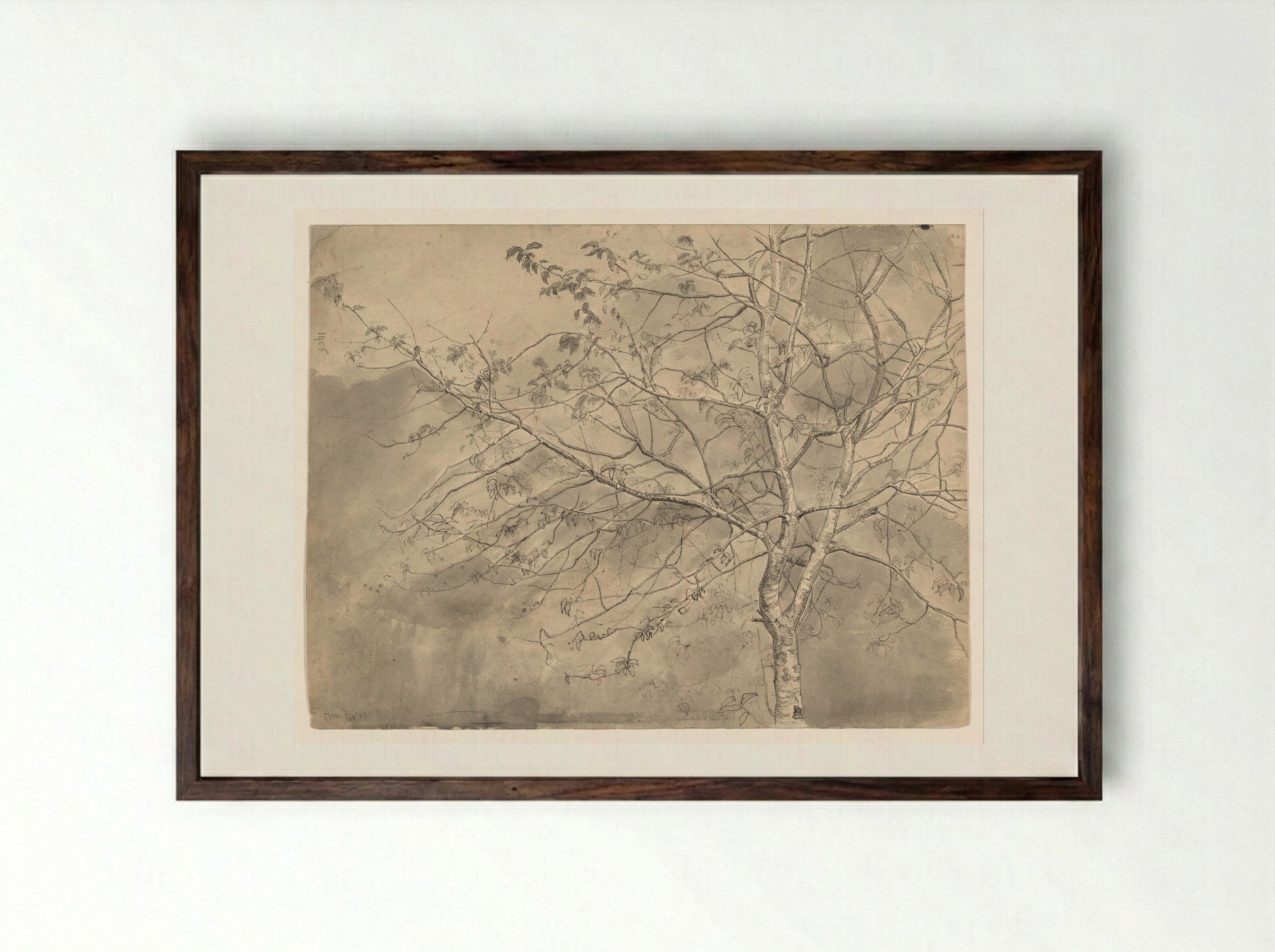Studie van een olm - Coba Steenhoff - Framed Print Dark Wood