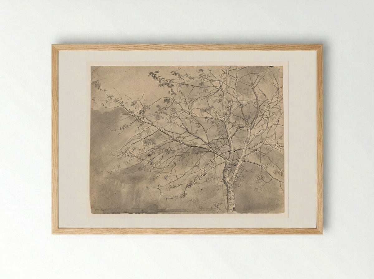 Studie van een olm - Coba Steenhoff - Framed Print Wood