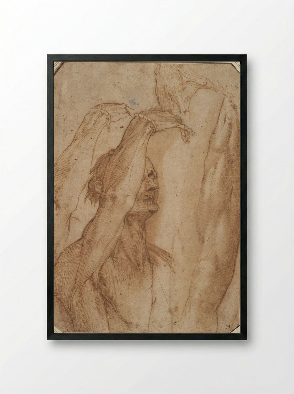 Studies from a Suspended Cadaver: Arm, Hand and Leg - Jacopo Ligozzi - Framed Print Black