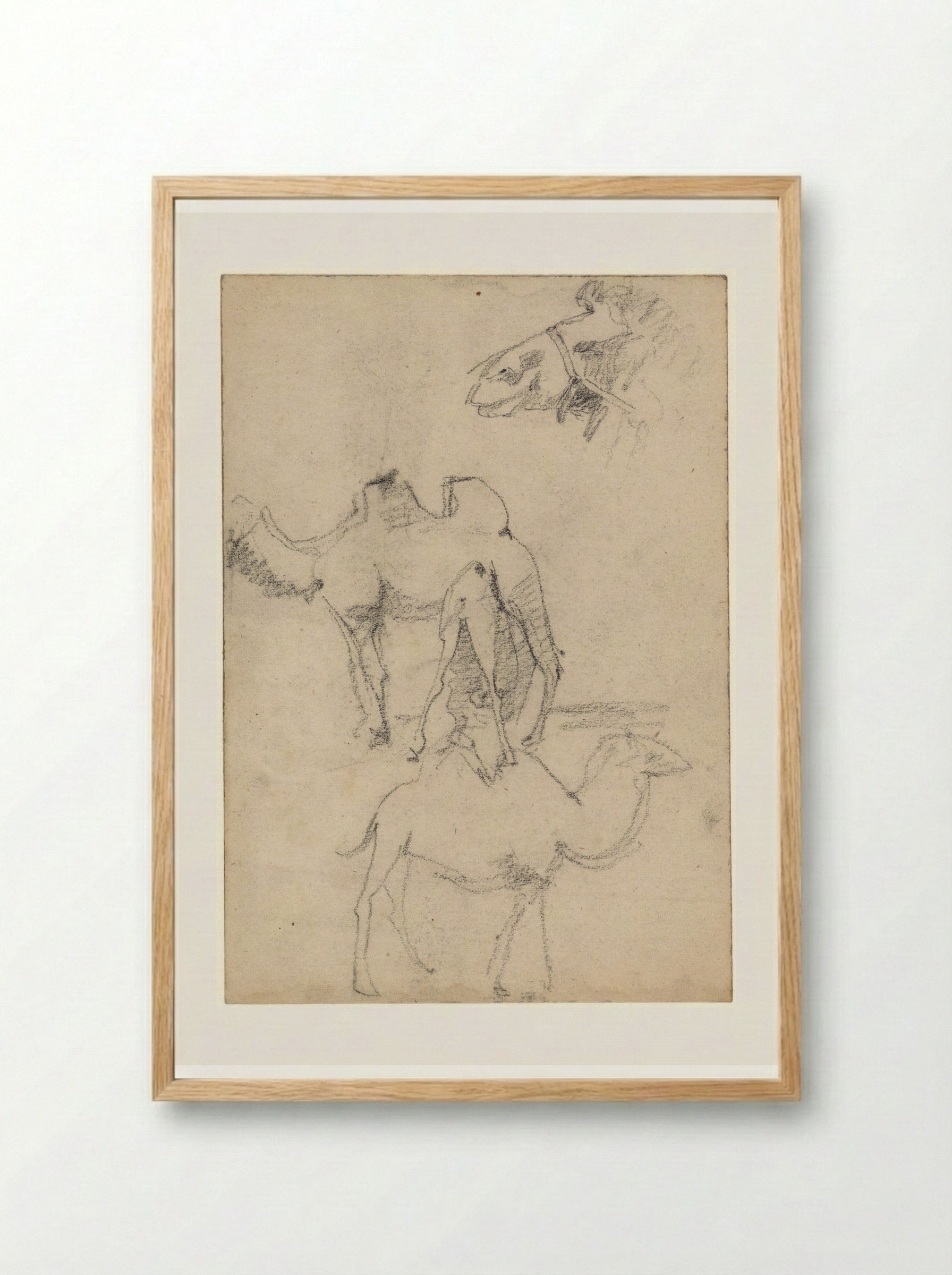 Studies of Camels - Theo Nieuwenhuis - Framed Print Wood