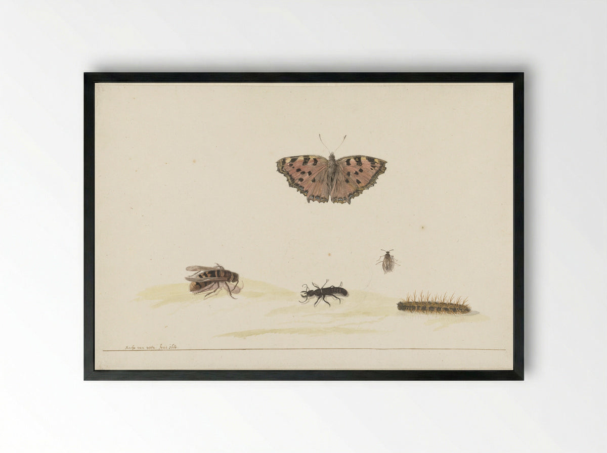 Study Sheet with Various Insects - Rochus van Veen - Framed Print Black