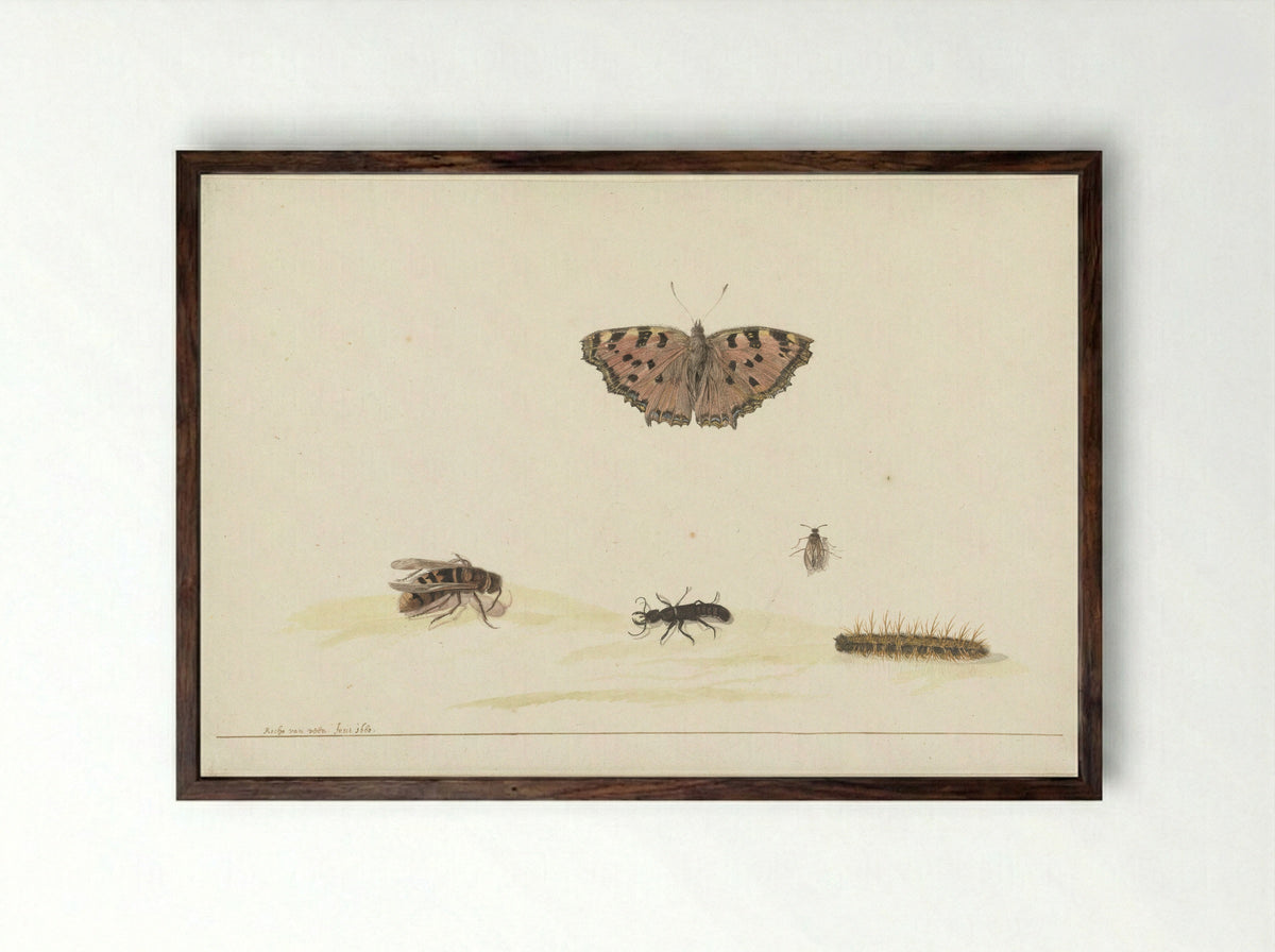 Study Sheet with Various Insects - Rochus van Veen - Framed Print Dark Wood