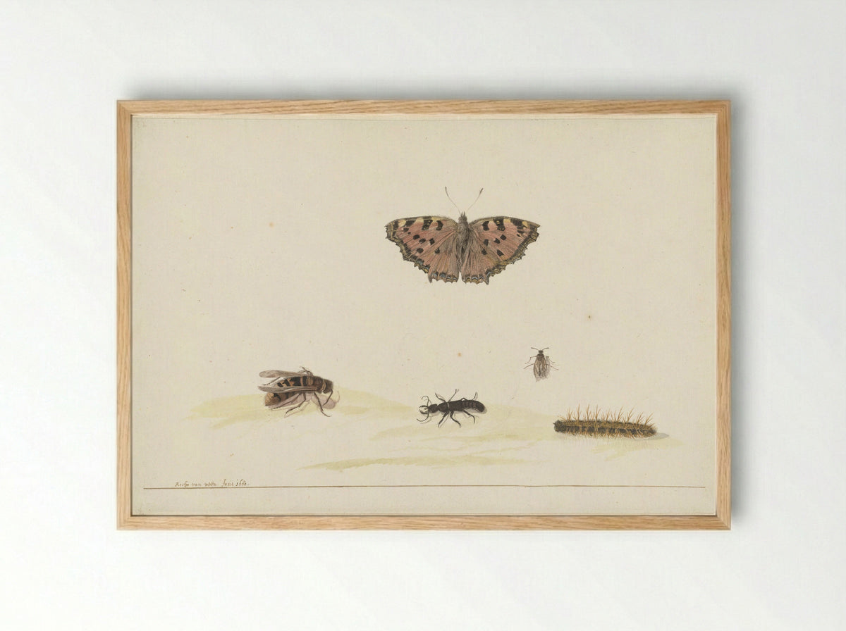 Study Sheet with Various Insects - Rochus van Veen - Framed Print Wood