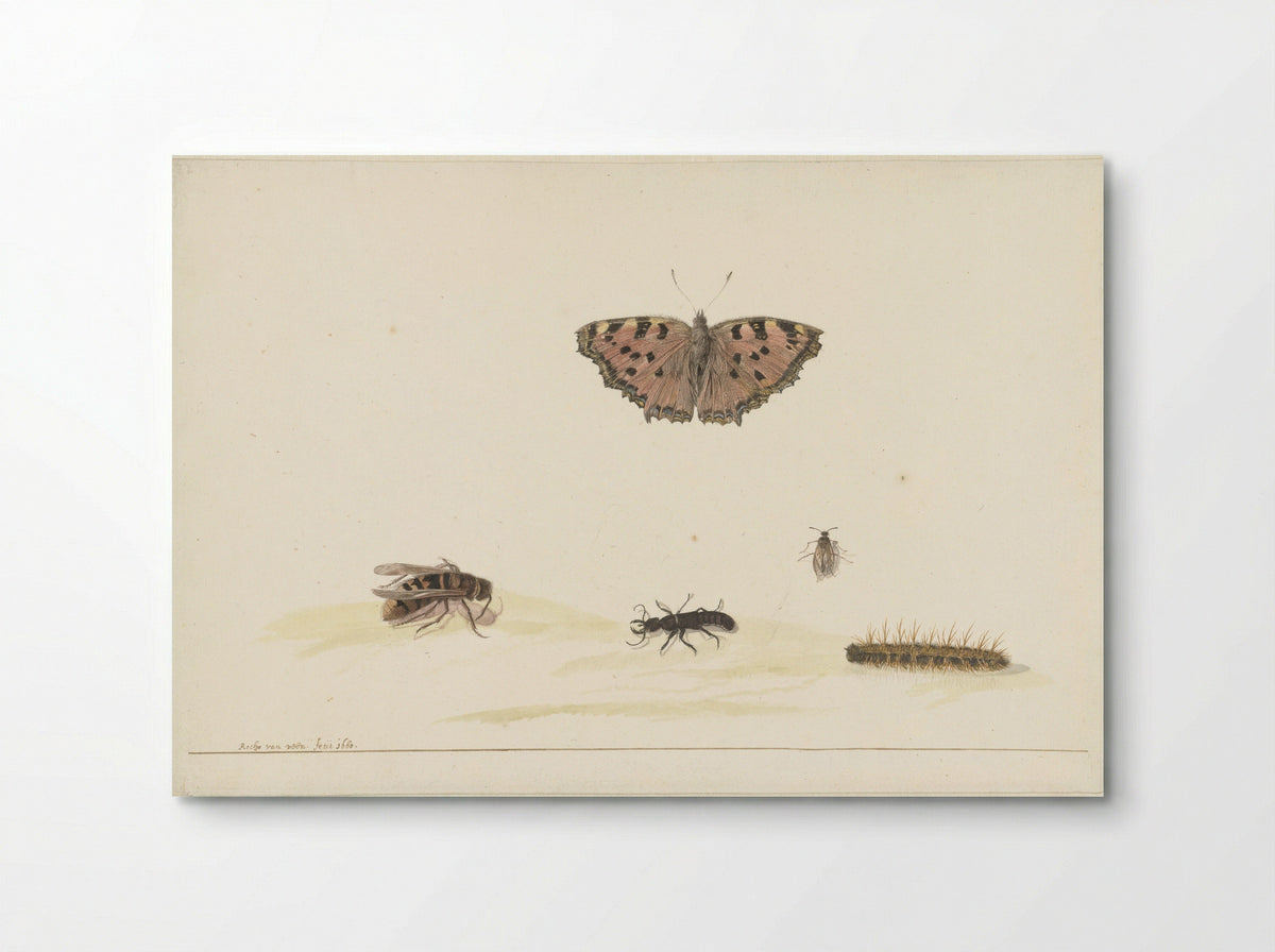 Study Sheet with Various Insects - Rochus van Veen - Poster