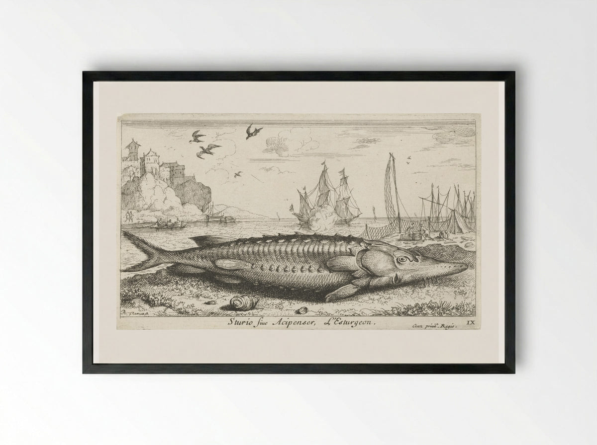 Sturio sive Acipenser - Jacques van Merlen - Framed Print Black