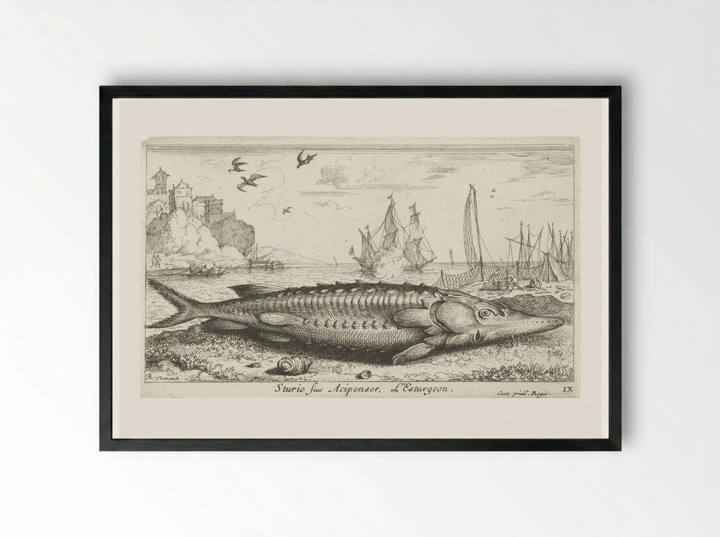 Sturio sive Acipenser - Jacques van Merlen - Framed Print Black