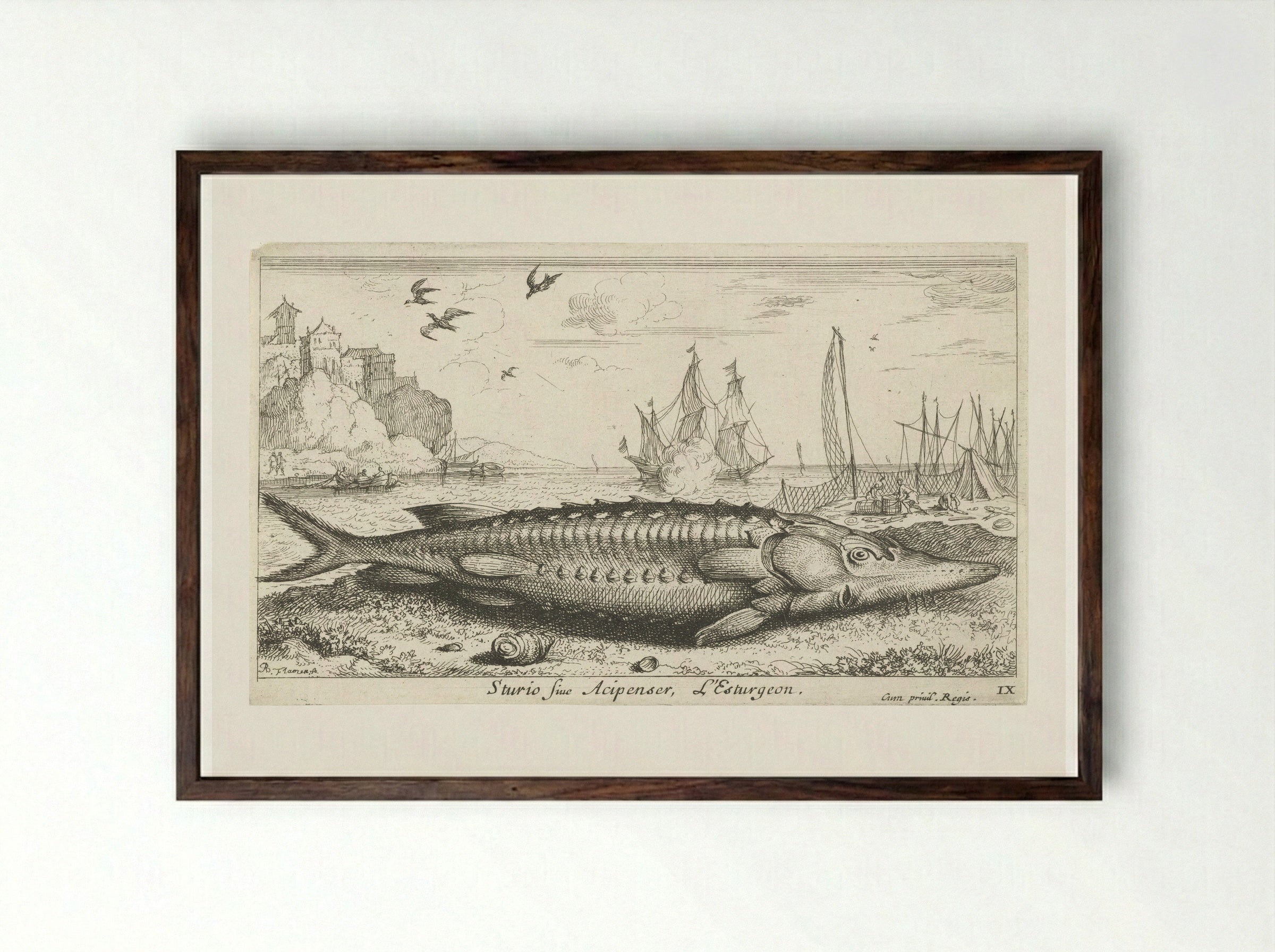Sturio sive Acipenser - Jacques van Merlen - Framed Print Dark Wood