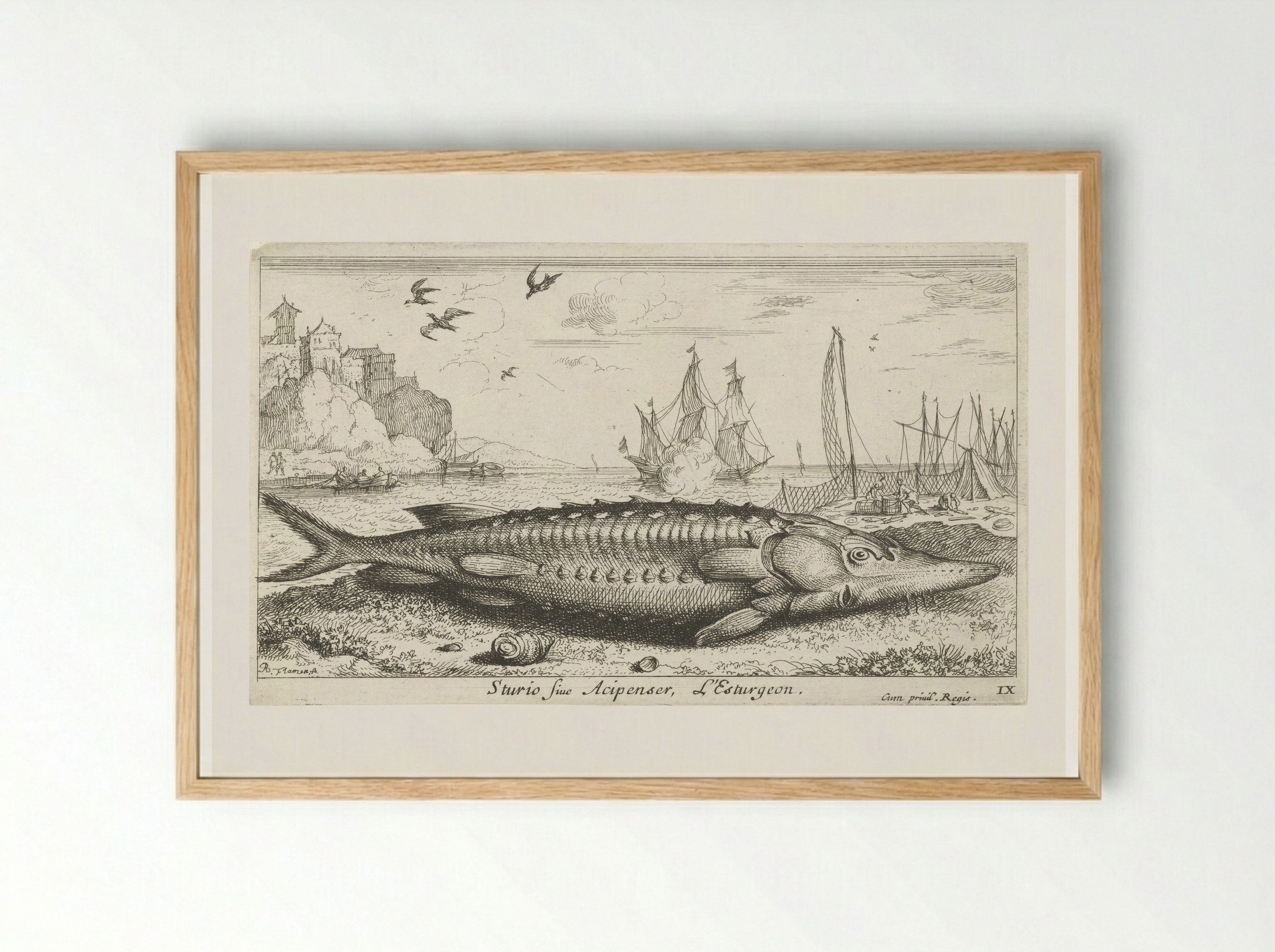 Sturio sive Acipenser - Jacques van Merlen - Framed Print Wood