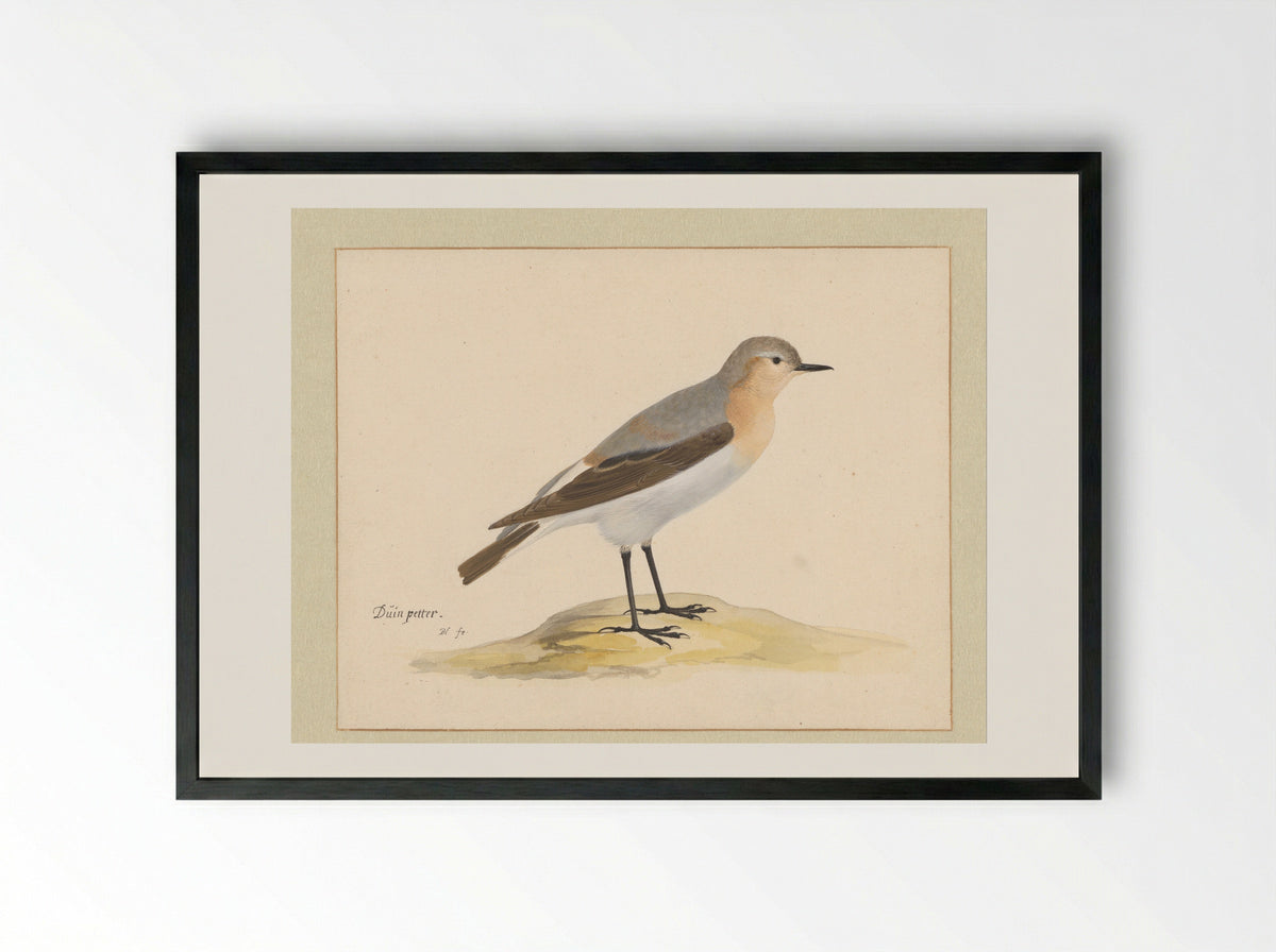 Tapuit (Northern Wheatear) - Pieter Holsteyn (I) - Framed Print Black