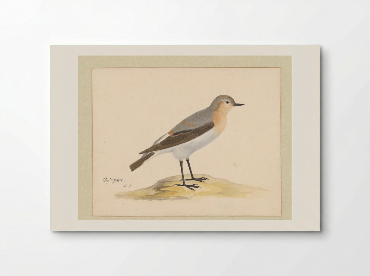 Tapuit (Northern Wheatear) - Pieter Holsteyn (I) - Poster