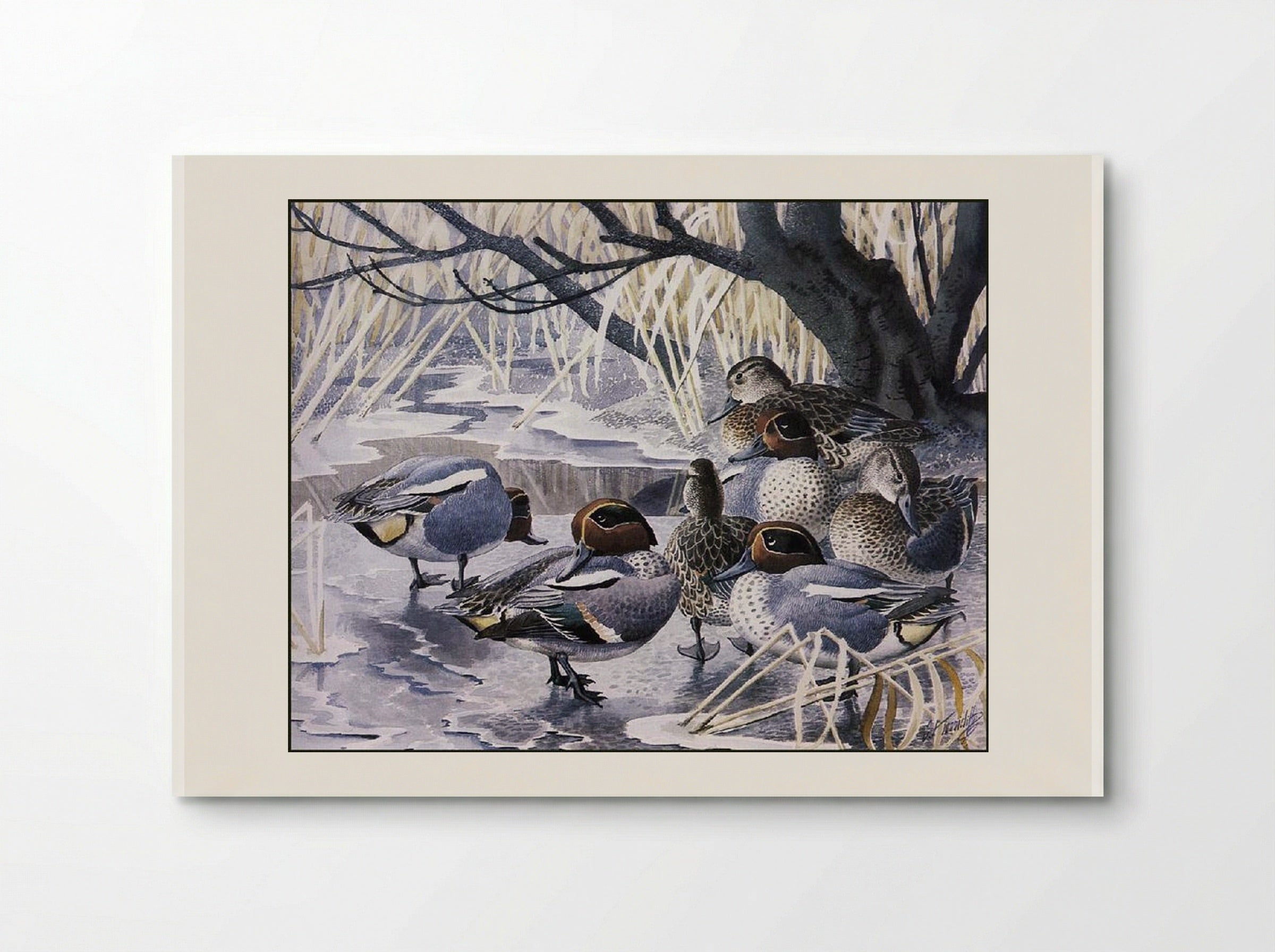 Teal - Charles Tunnicliffe - Poster