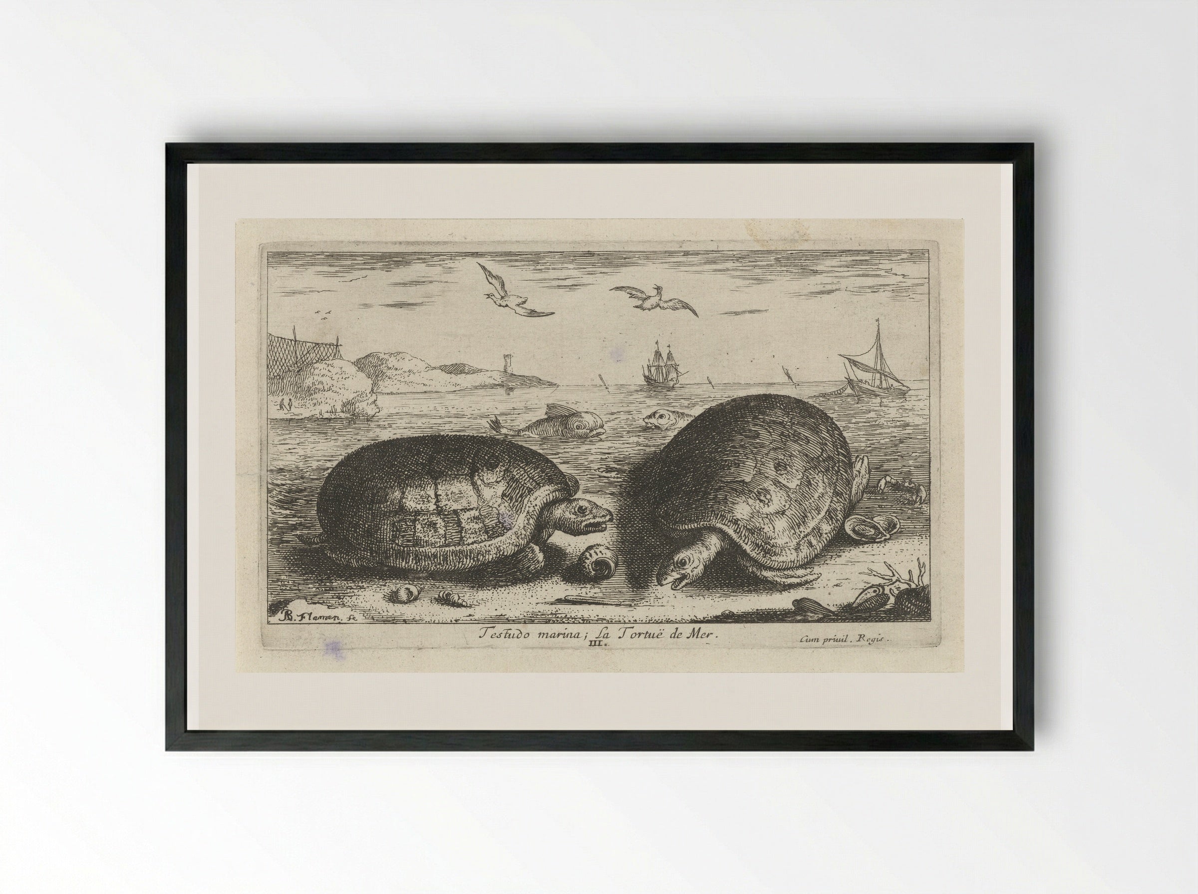 Testudo marina (Sea Turtles) - Albert Flamen - Framed Print Black
