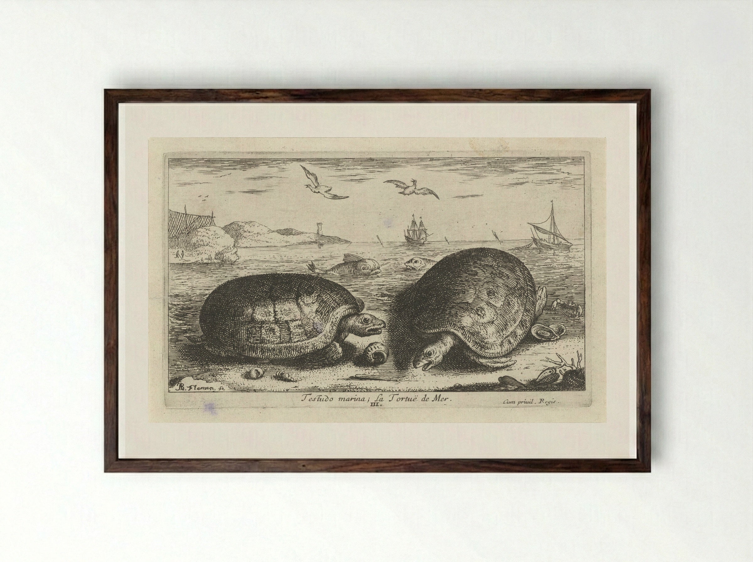 Testudo marina (Sea Turtles) - Albert Flamen - Framed Print Dark Wood