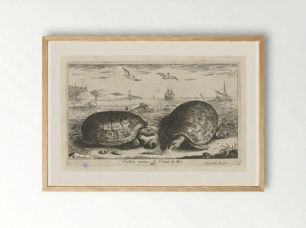 Testudo marina (Sea Turtles) - Albert Flamen - Framed Print Wood