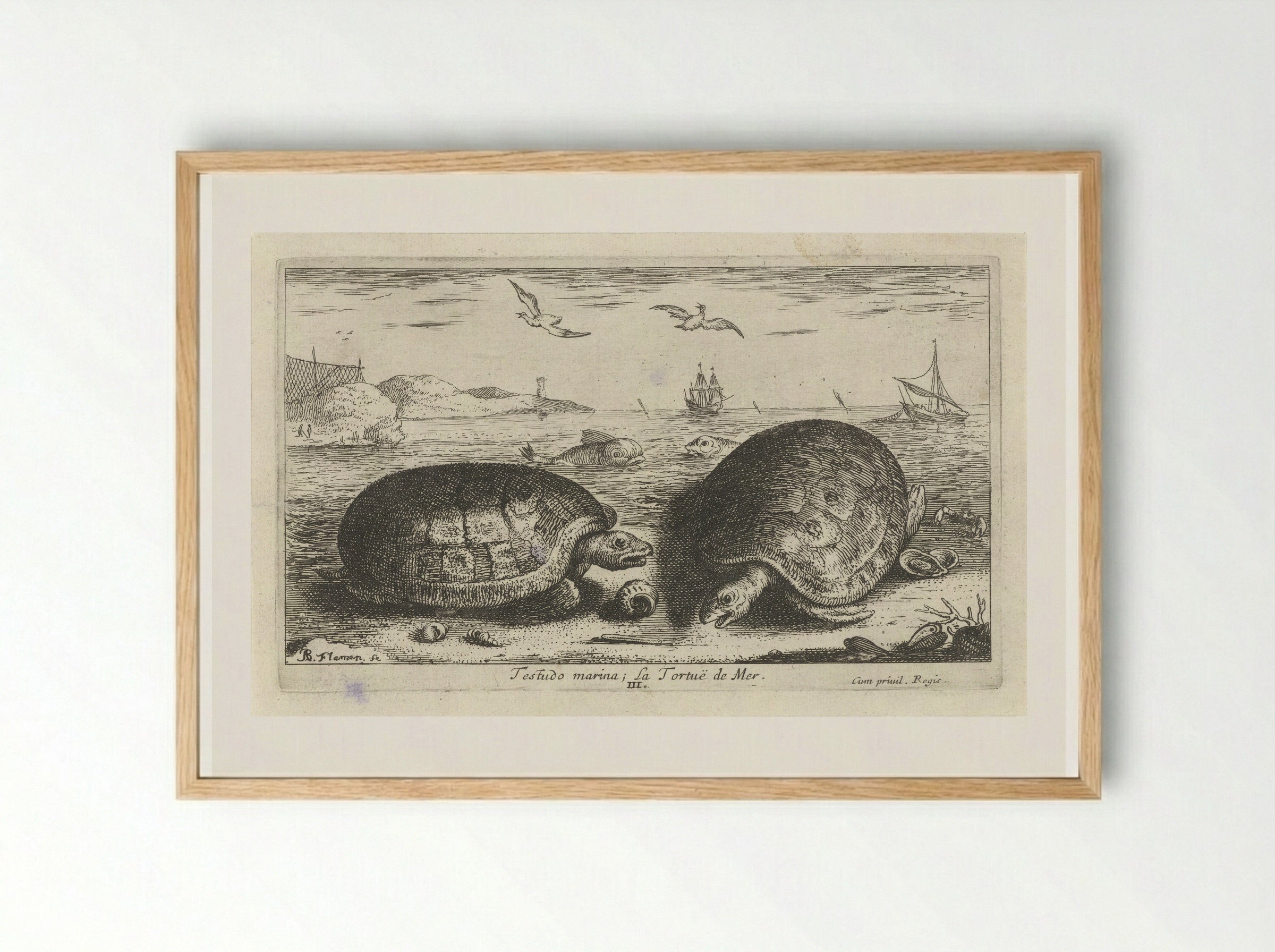 Testudo marina (Sea Turtles) - Albert Flamen - Framed Print Wood