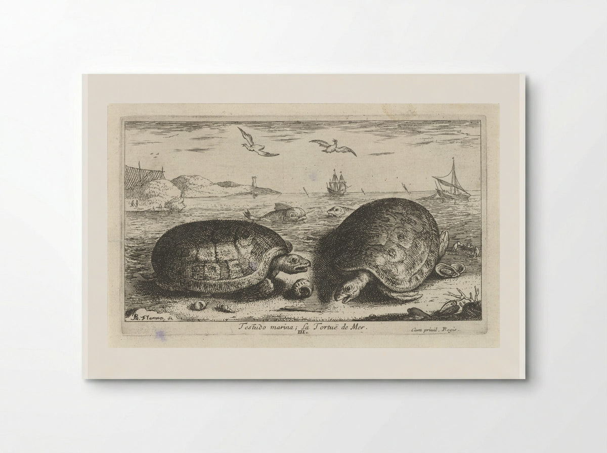 Testudo marina (Sea Turtles) - Albert Flamen - Poster