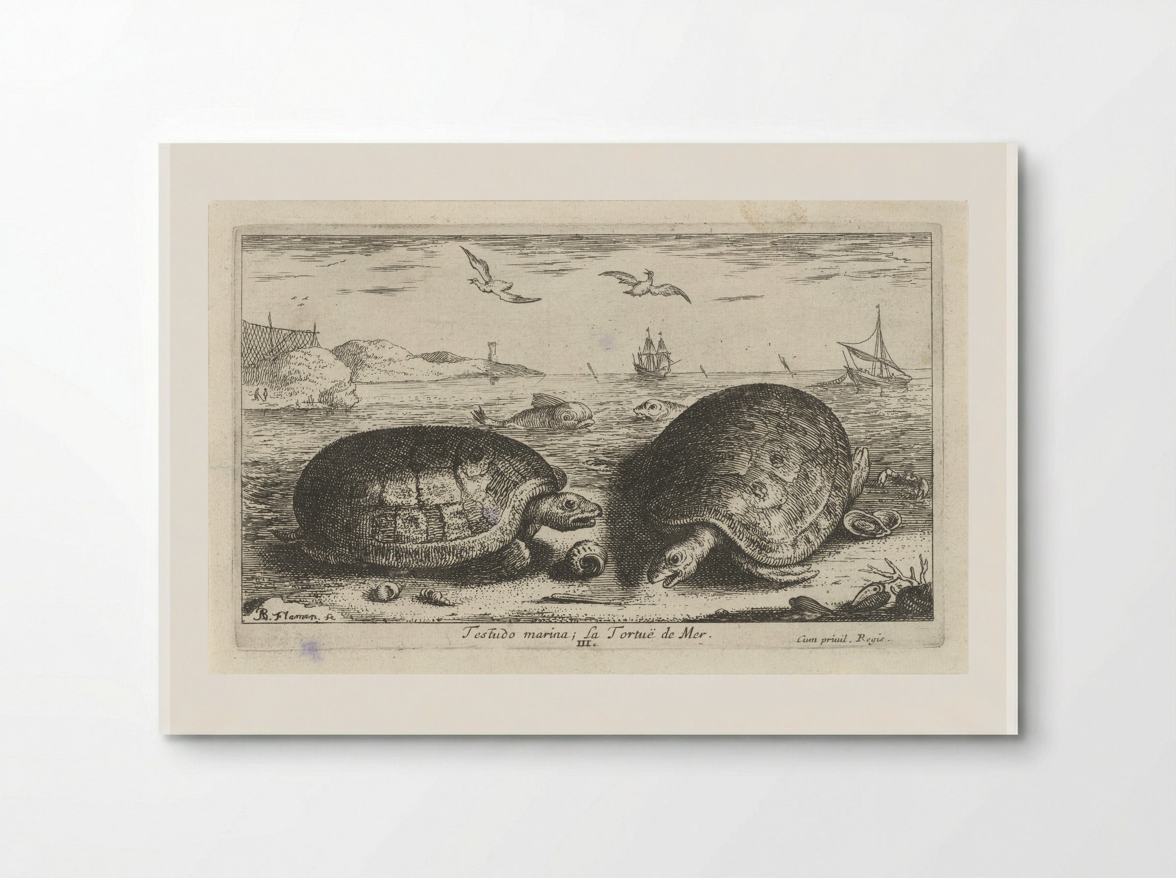 Testudo marina (Sea Turtles) - Albert Flamen - Poster