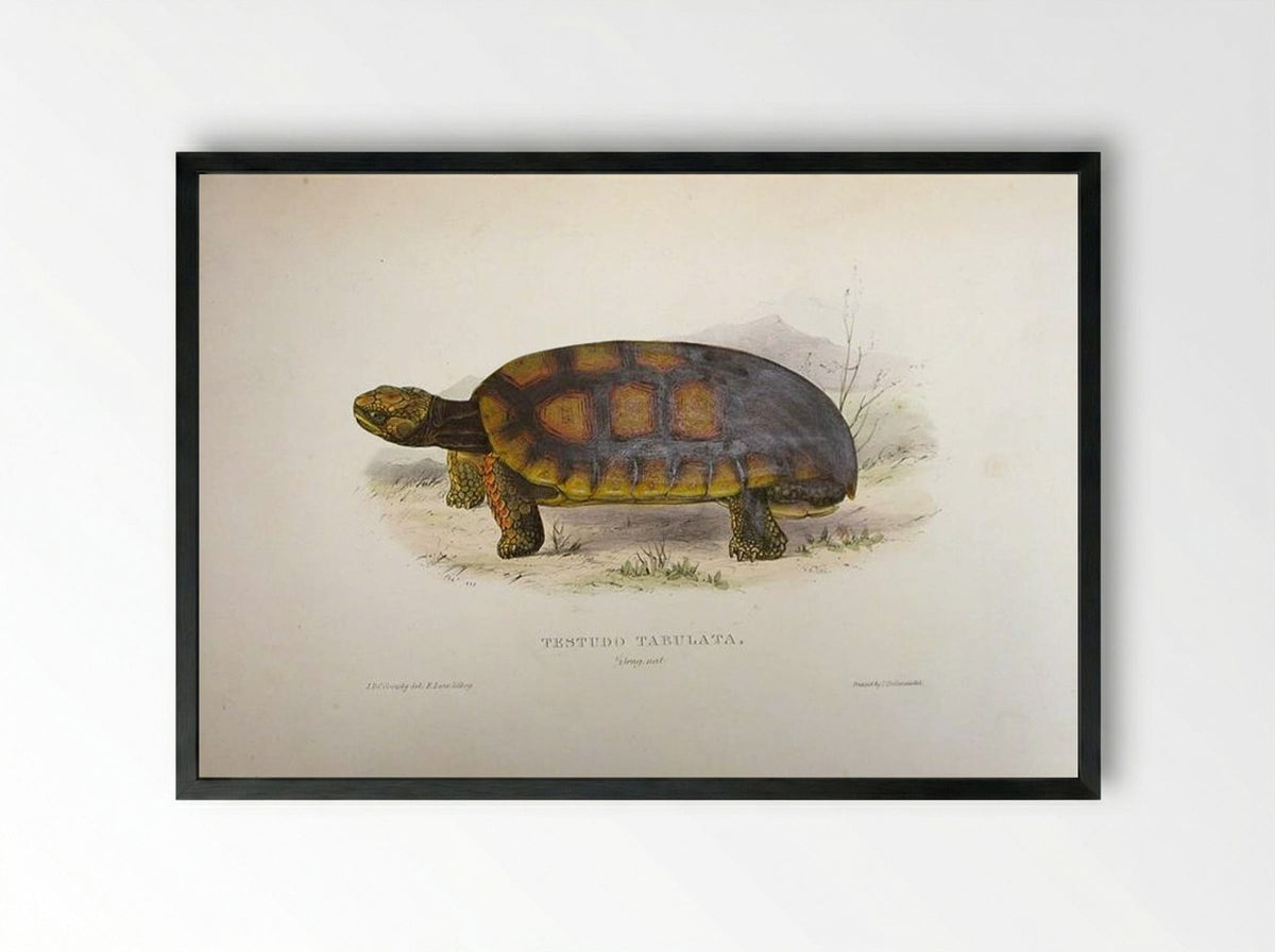 Testudo tabulata (Chelonoidis denticulata) - Edward Lear - Framed Print Black