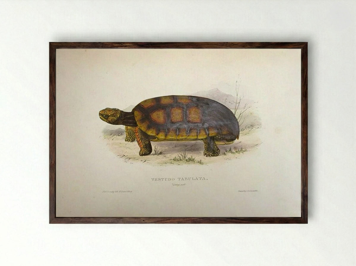 Testudo tabulata (Chelonoidis denticulata) - Edward Lear - Framed Print Dark Wood