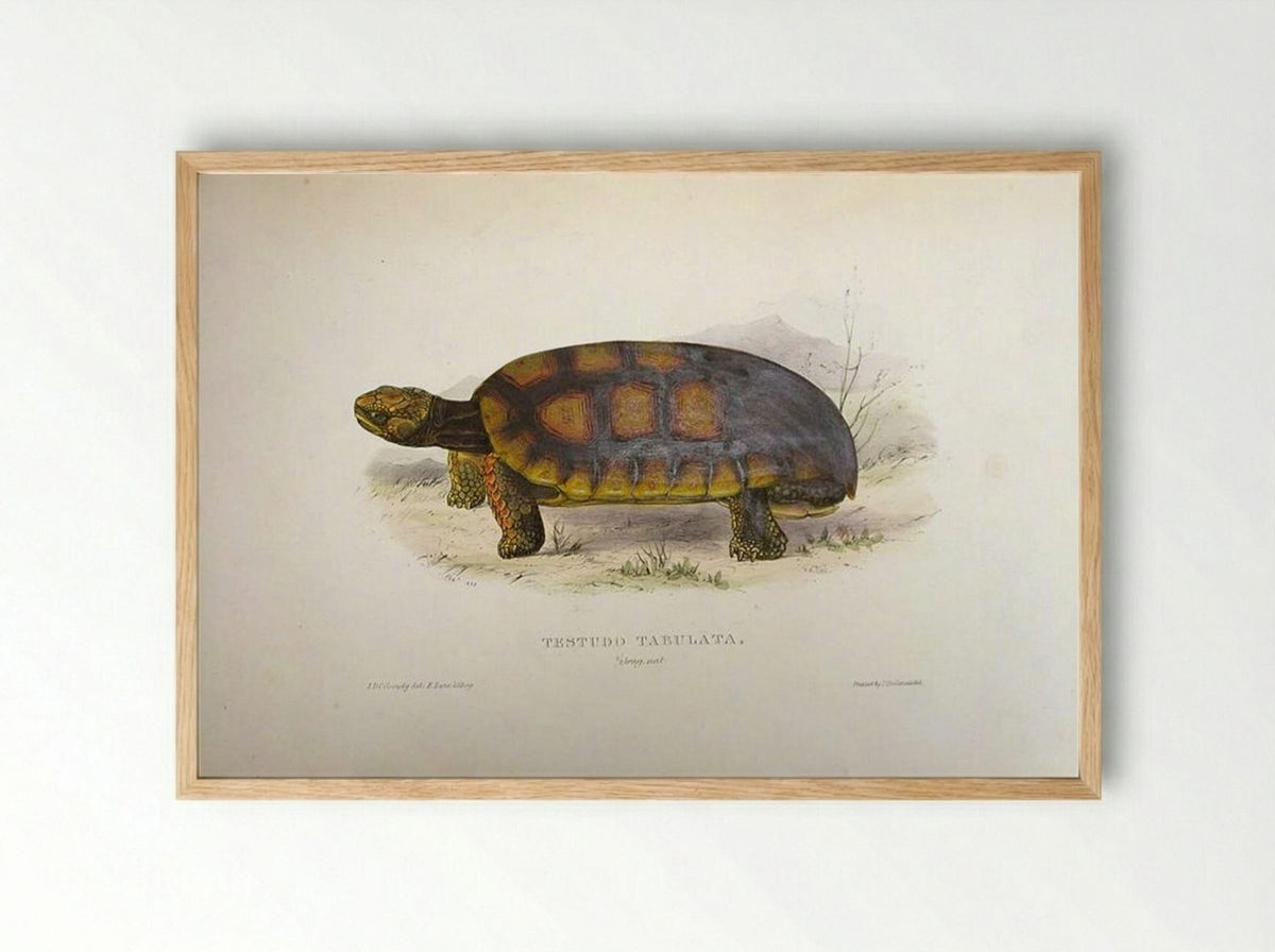 Testudo tabulata (Chelonoidis denticulata) - Edward Lear - Framed Print Wood