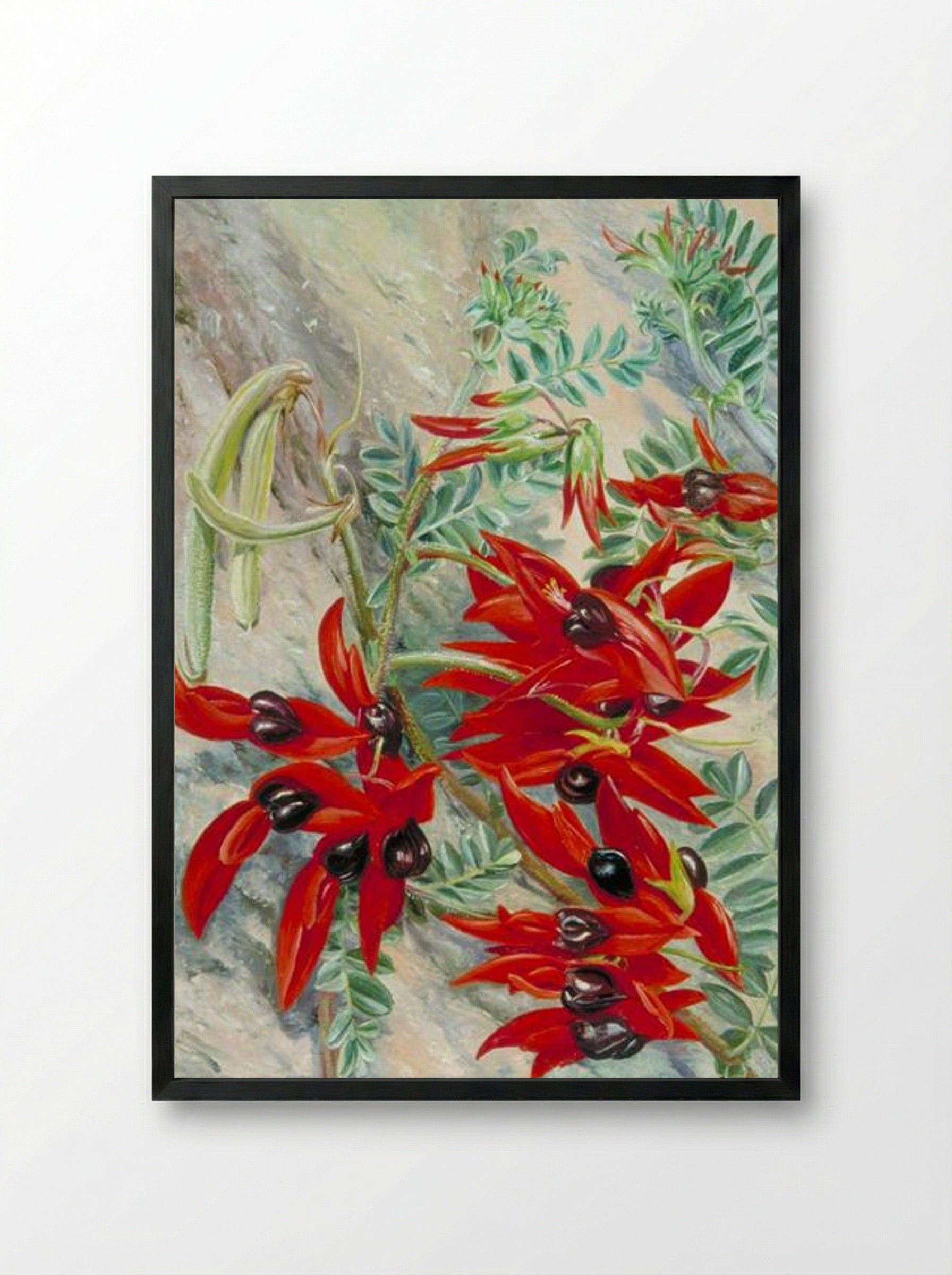 The Australian Parrot Flower - Marianne North - Framed Print Black