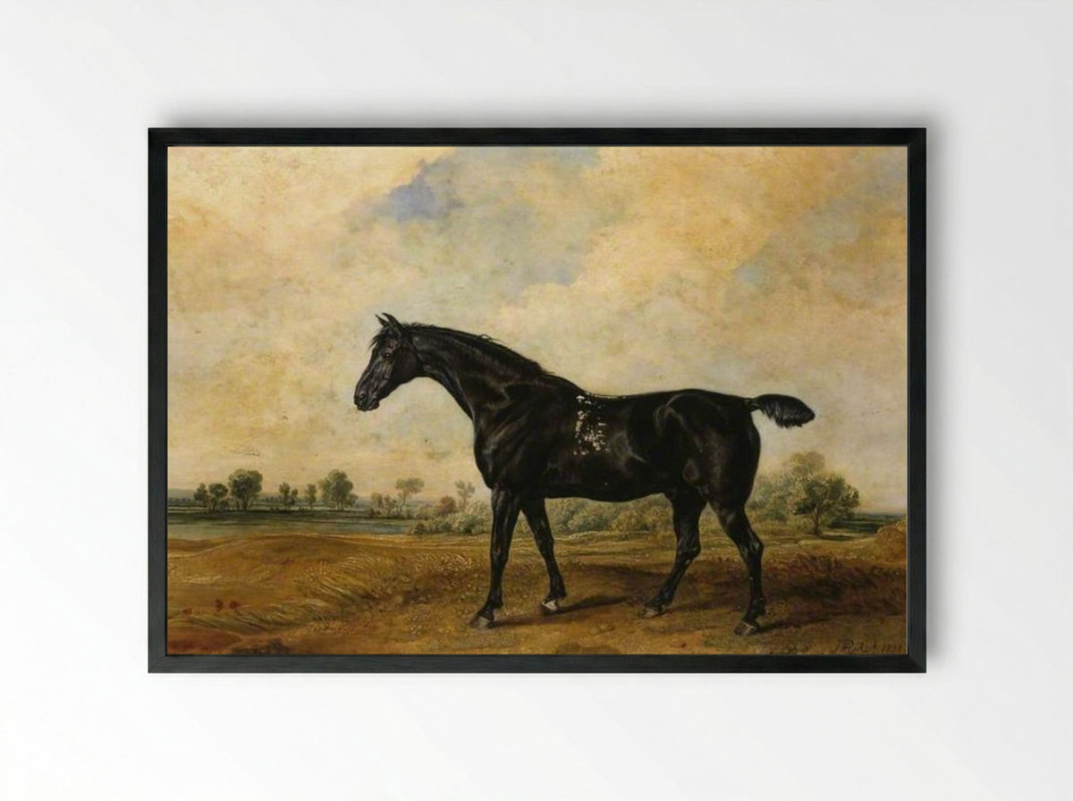 The Black Horse - James Ward - Framed Print Black