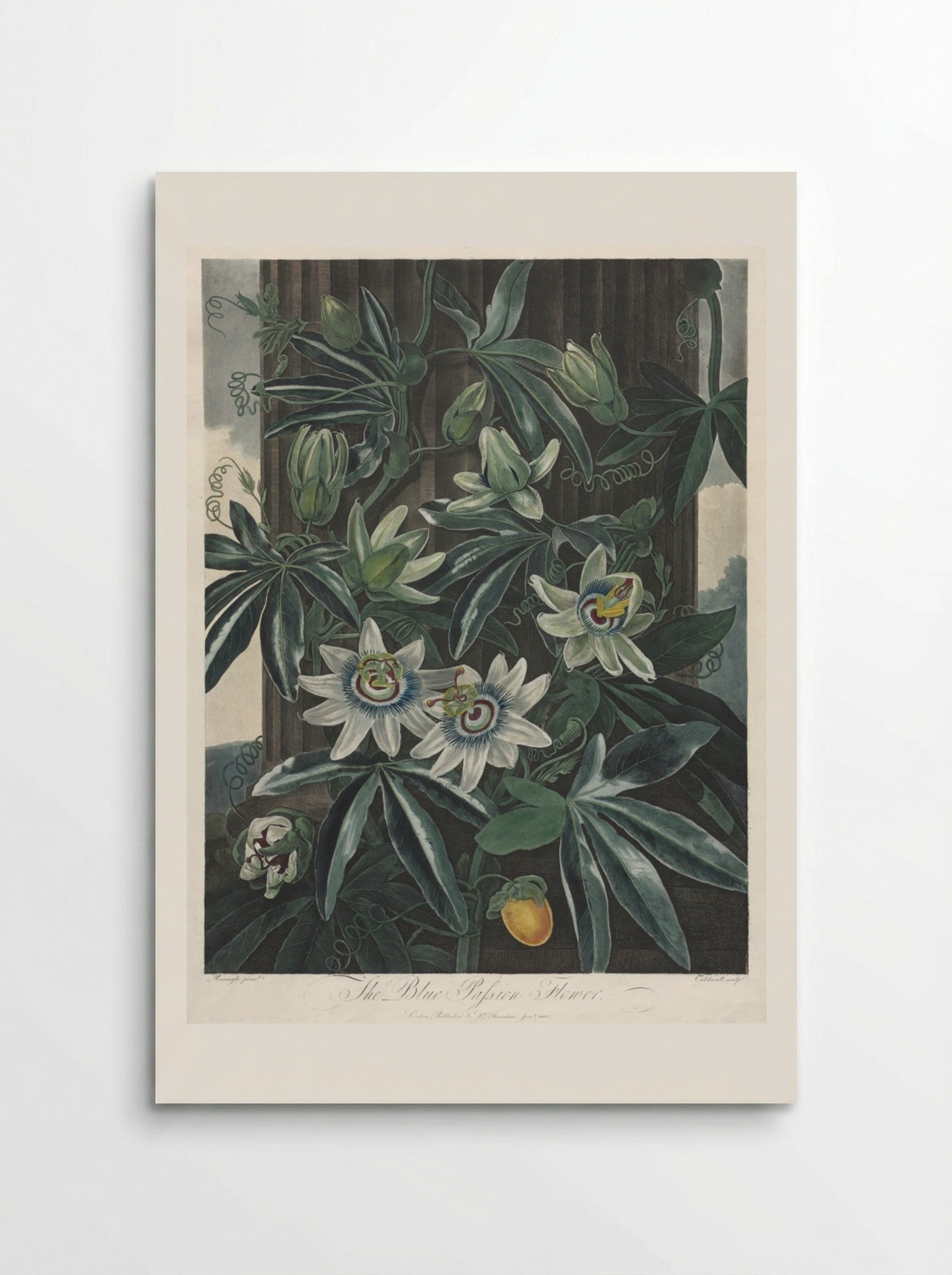 The Blue Passion Flower - Robert John Thornton - Poster