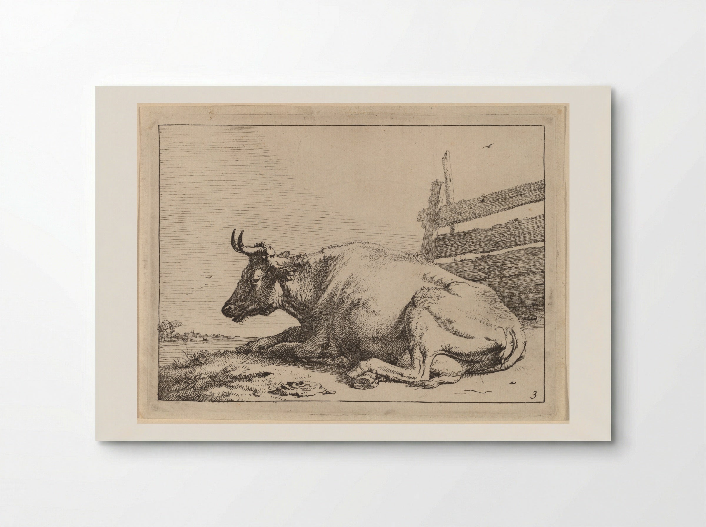 The Cow Lying Down Near a Fence - Paulus Potter - Poster