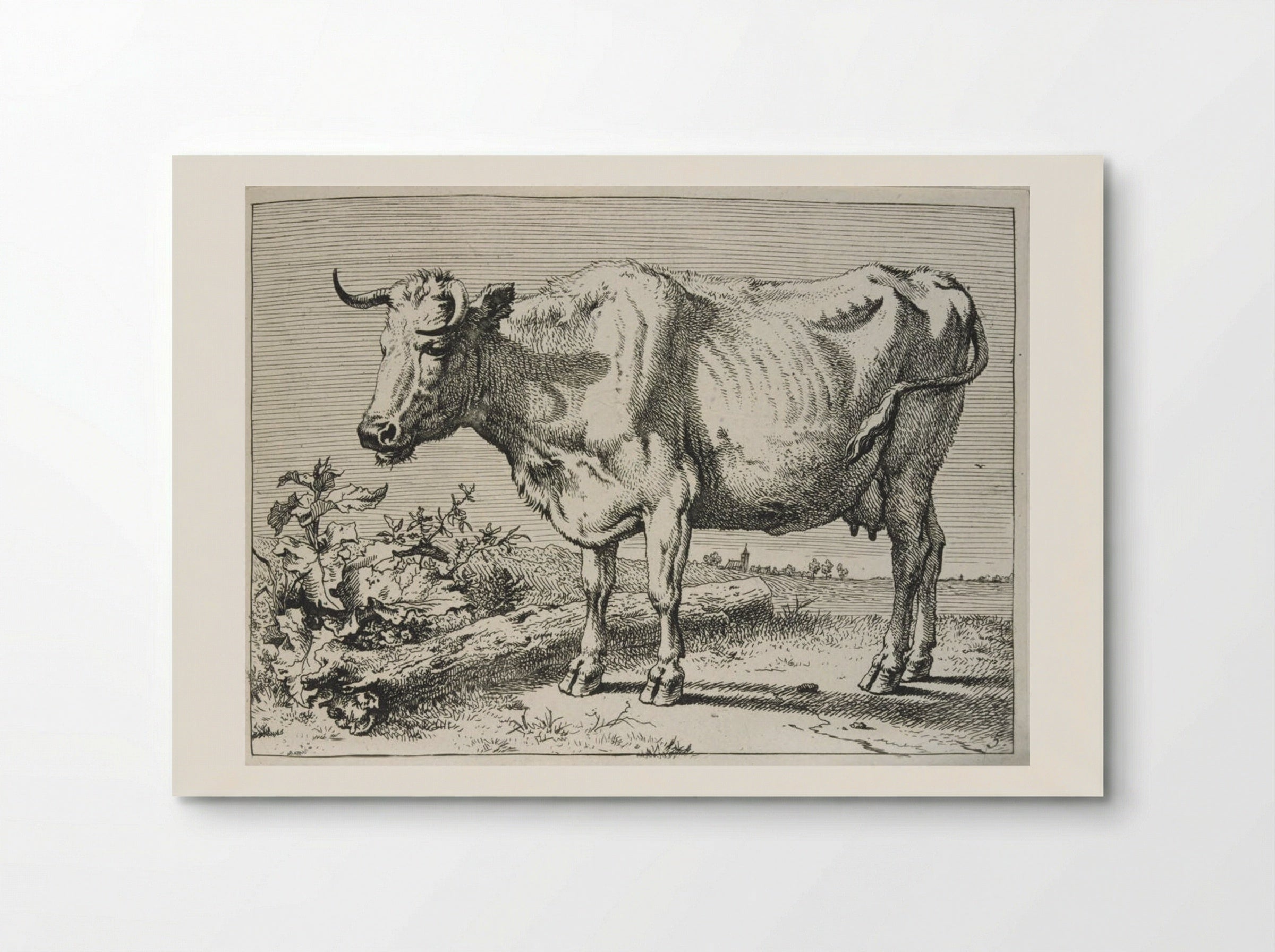 The Cow with the Crumpled Horn - Paulus Potter - Poster