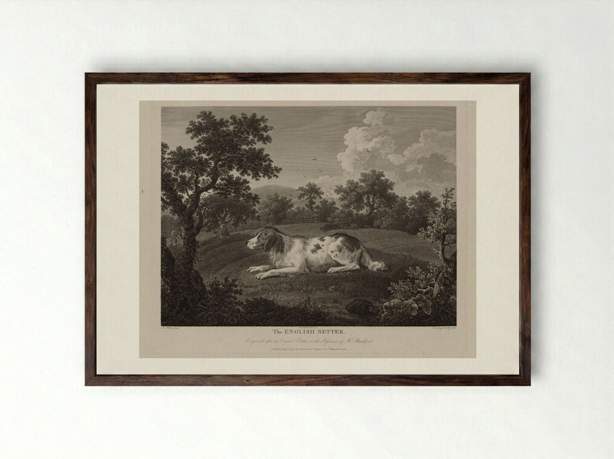 The English Setter - Thomas Cook - Framed Print Dark Wood