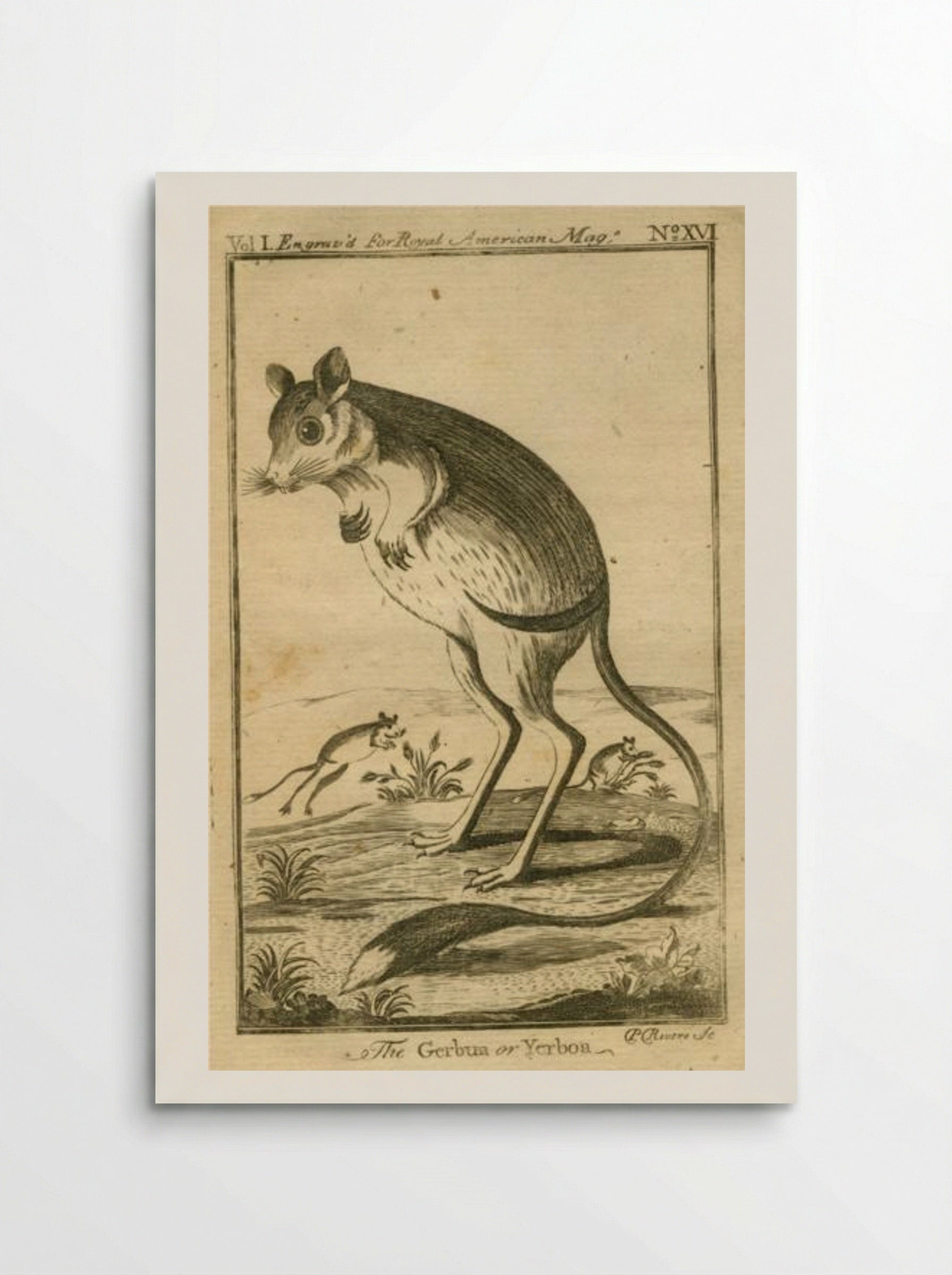 The Gerbua or Yerboa - Paul Revere - Poster
